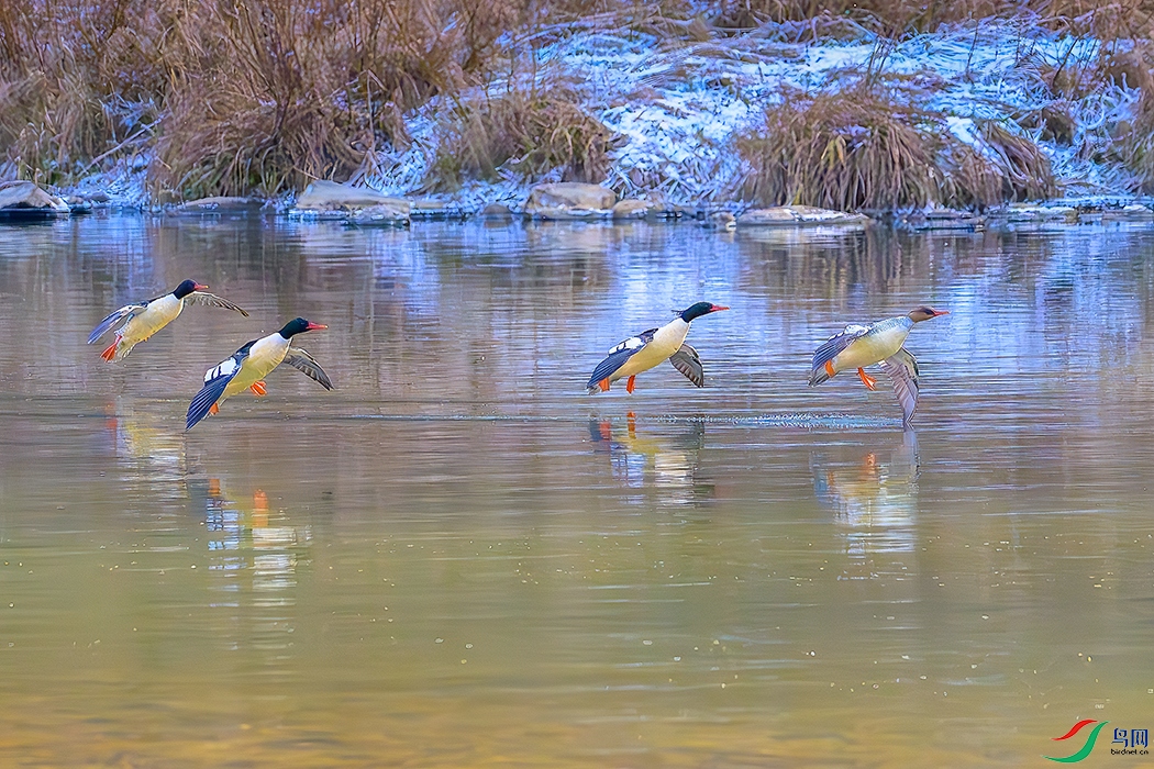 DSC_5890b.jpg