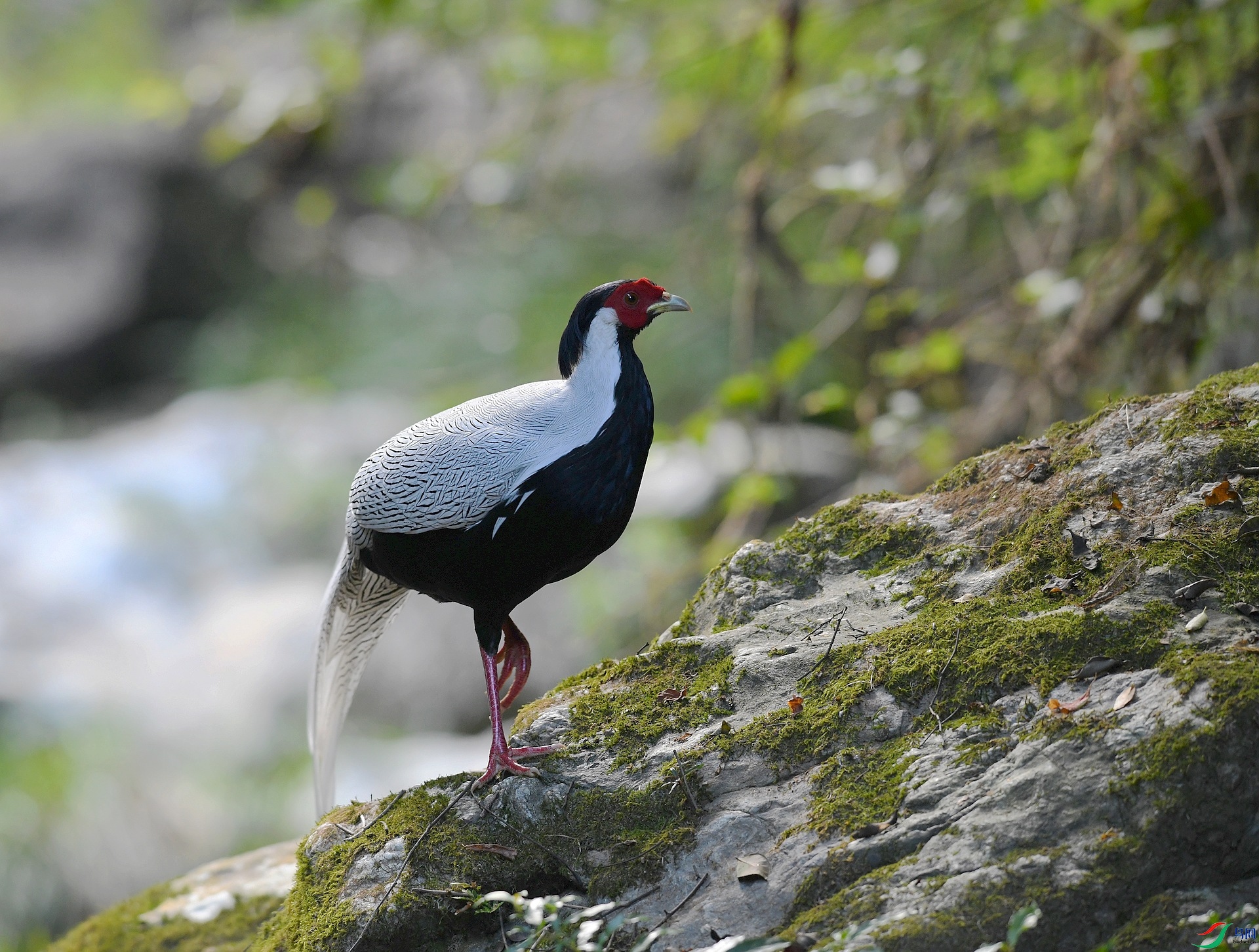 DSC_4517.jpg