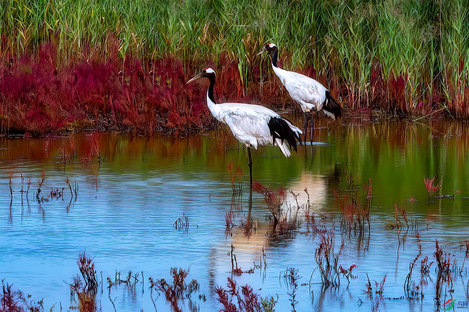 ��Ӱ����