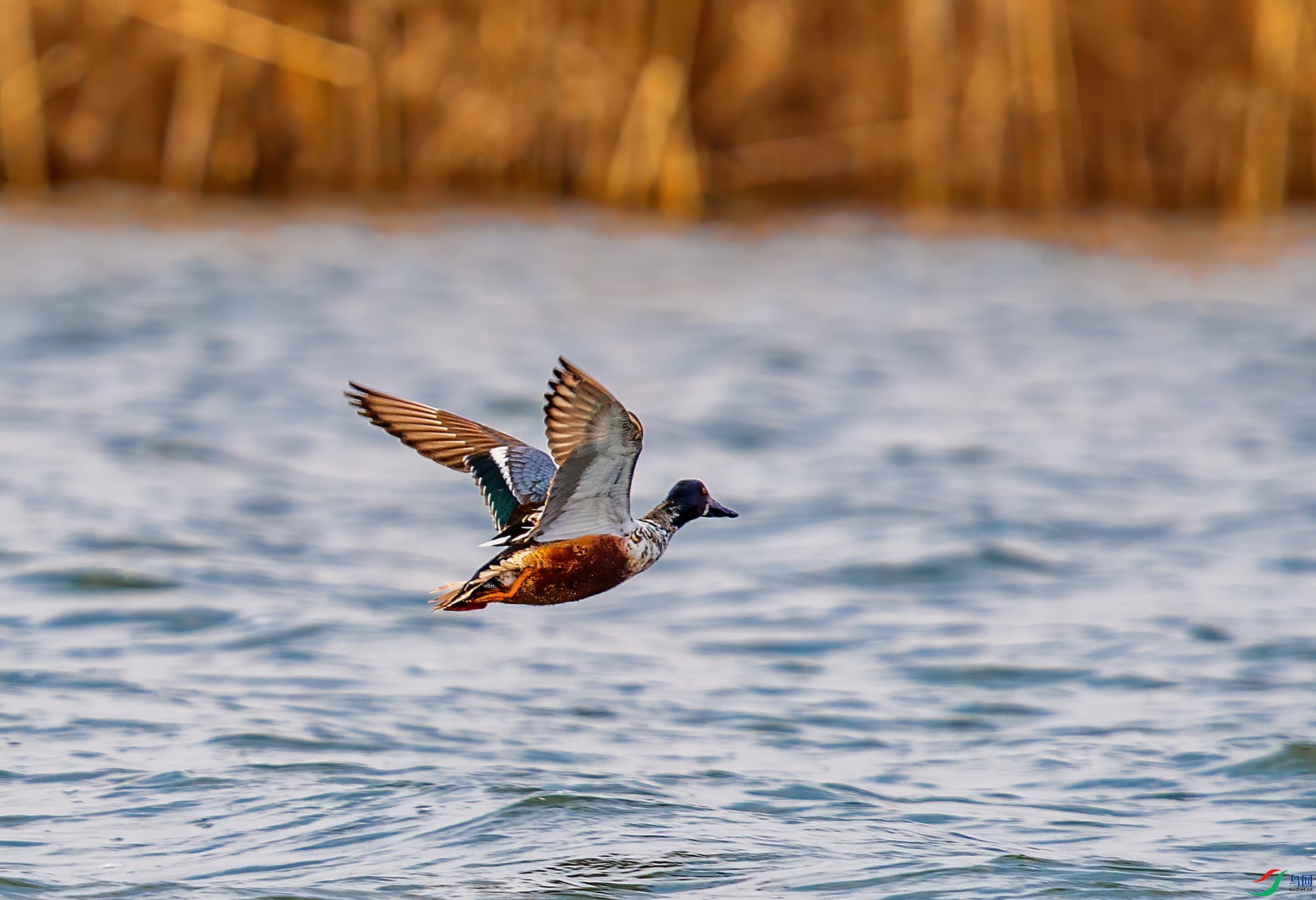 _DSC3448-1.jpg