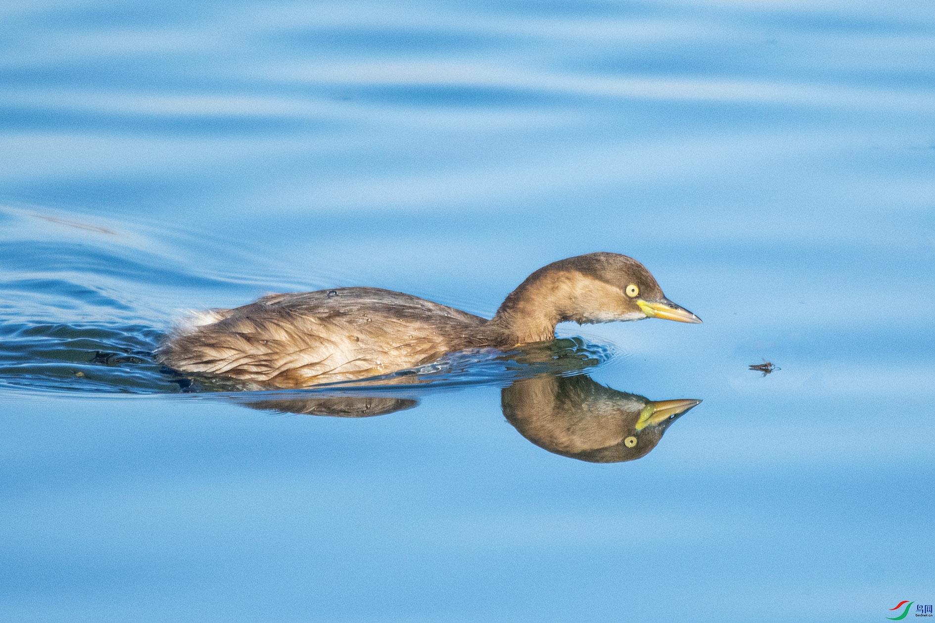 DSC_1242 ����.jpg