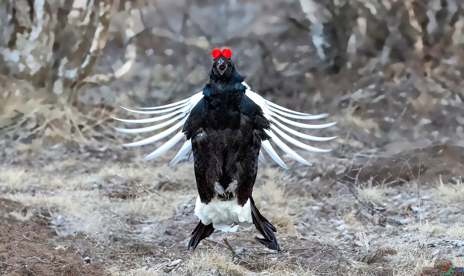 060A4912 ����-Sh----1 .jpg