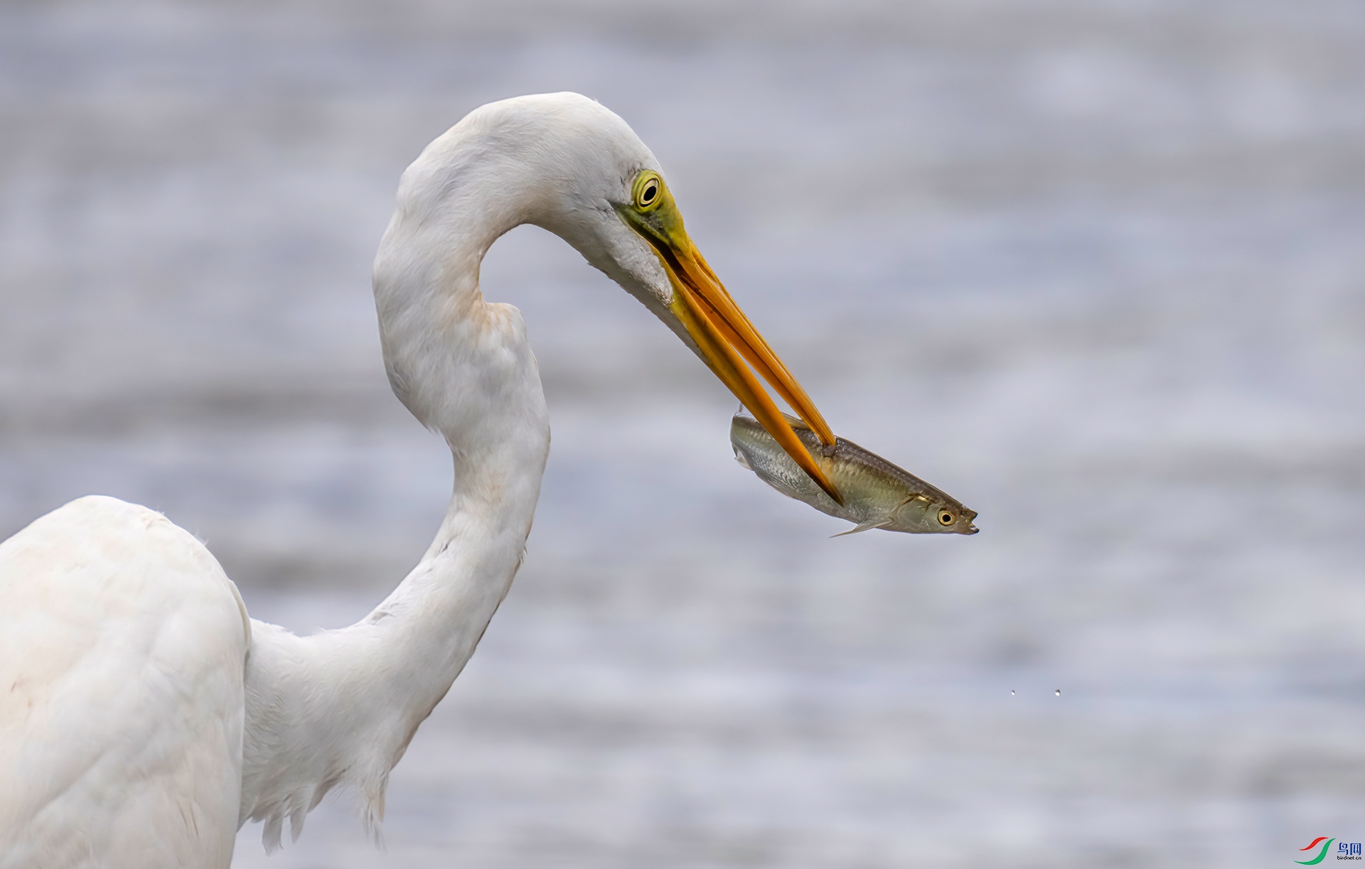 407A8891 ����-Sh----1 .jpg