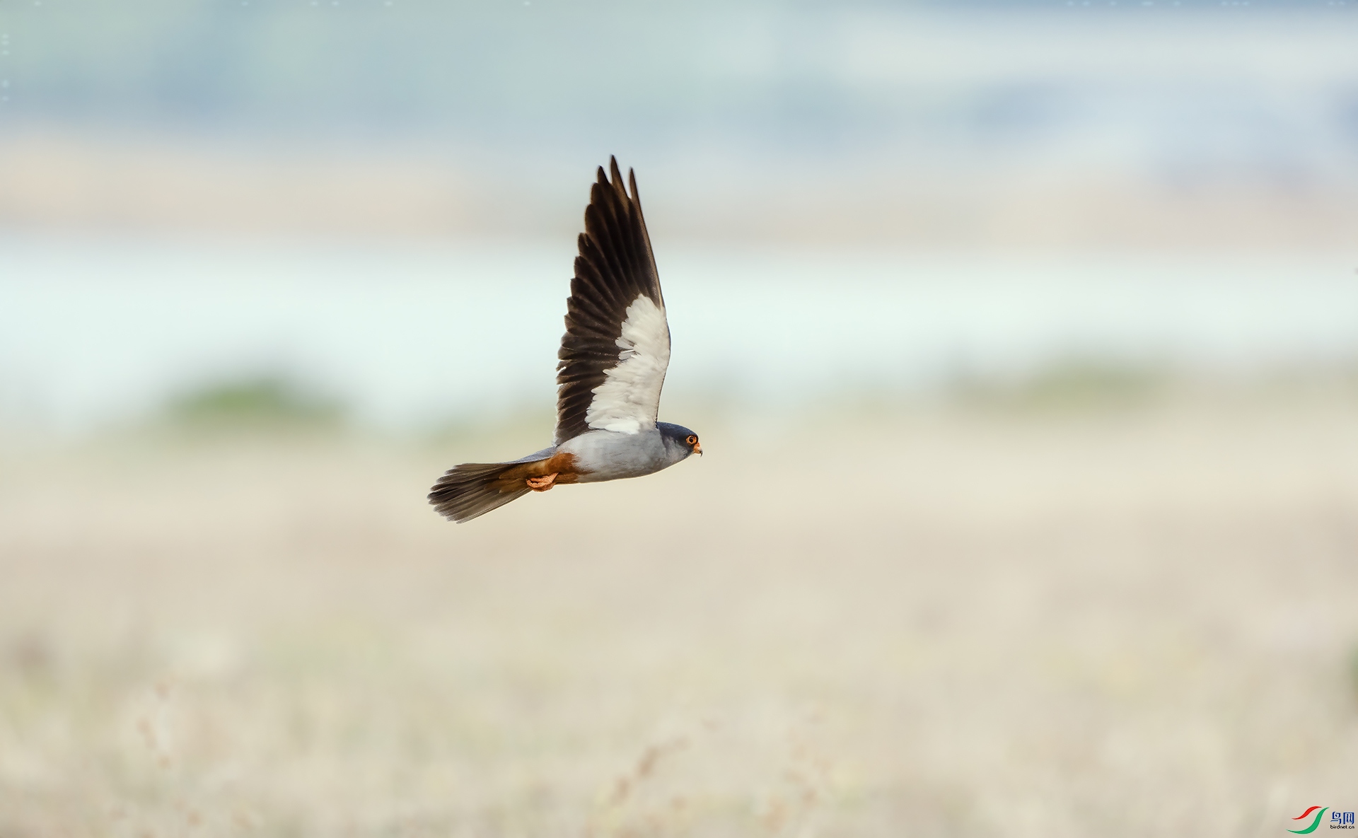 DSC04225 ����.jpg