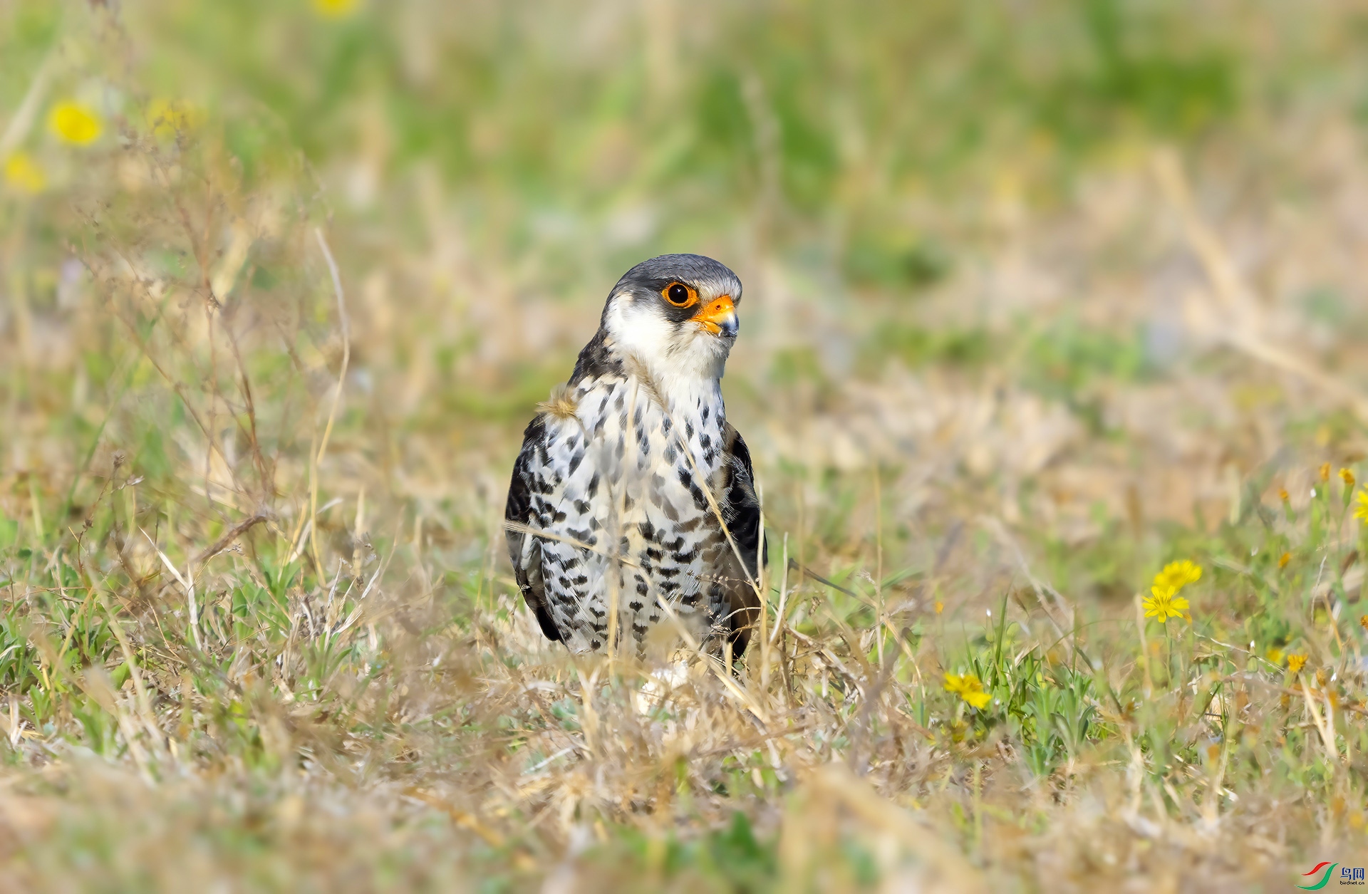 DSC08439 ����.jpg