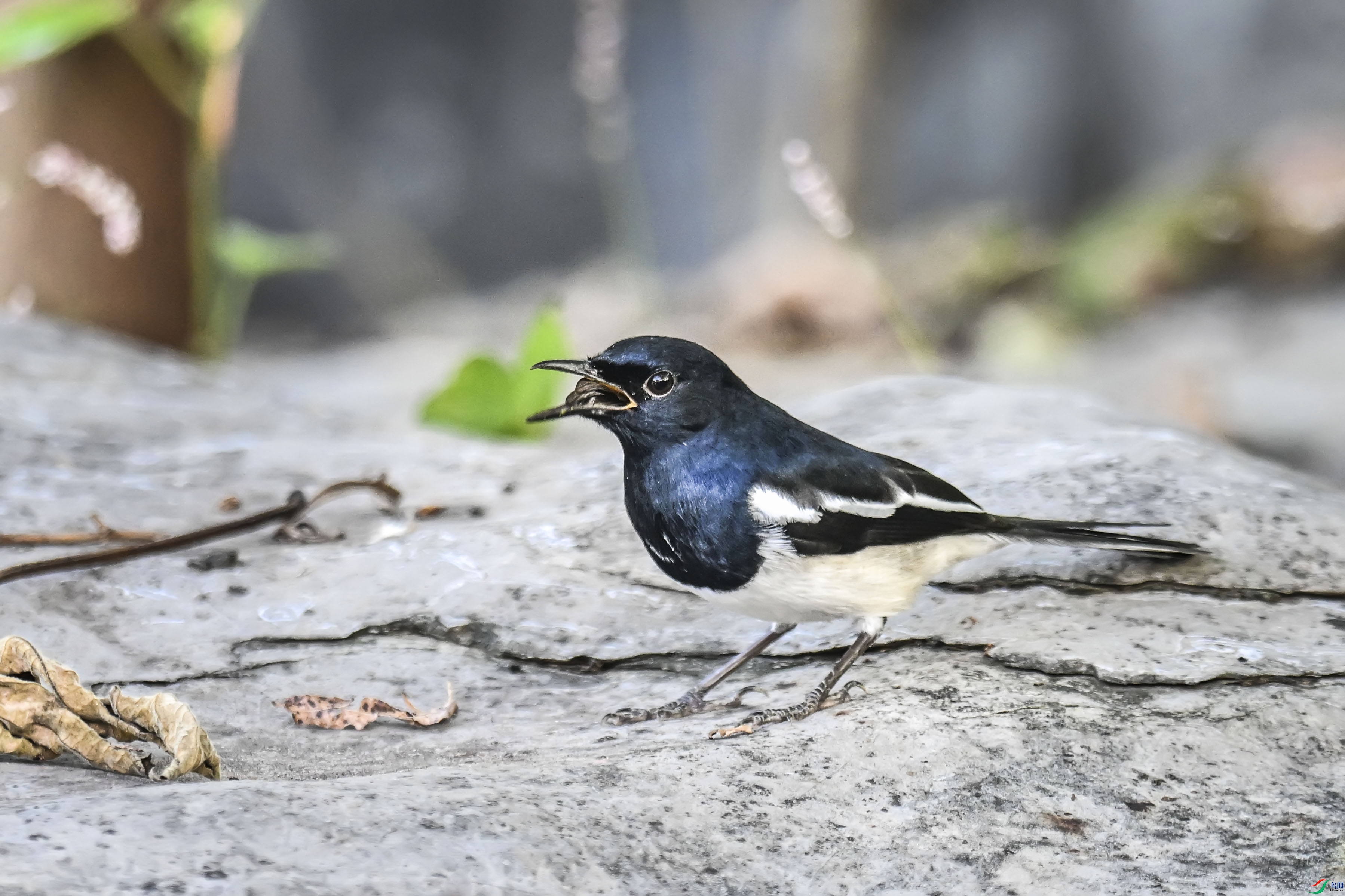 DSC_8075.jpg