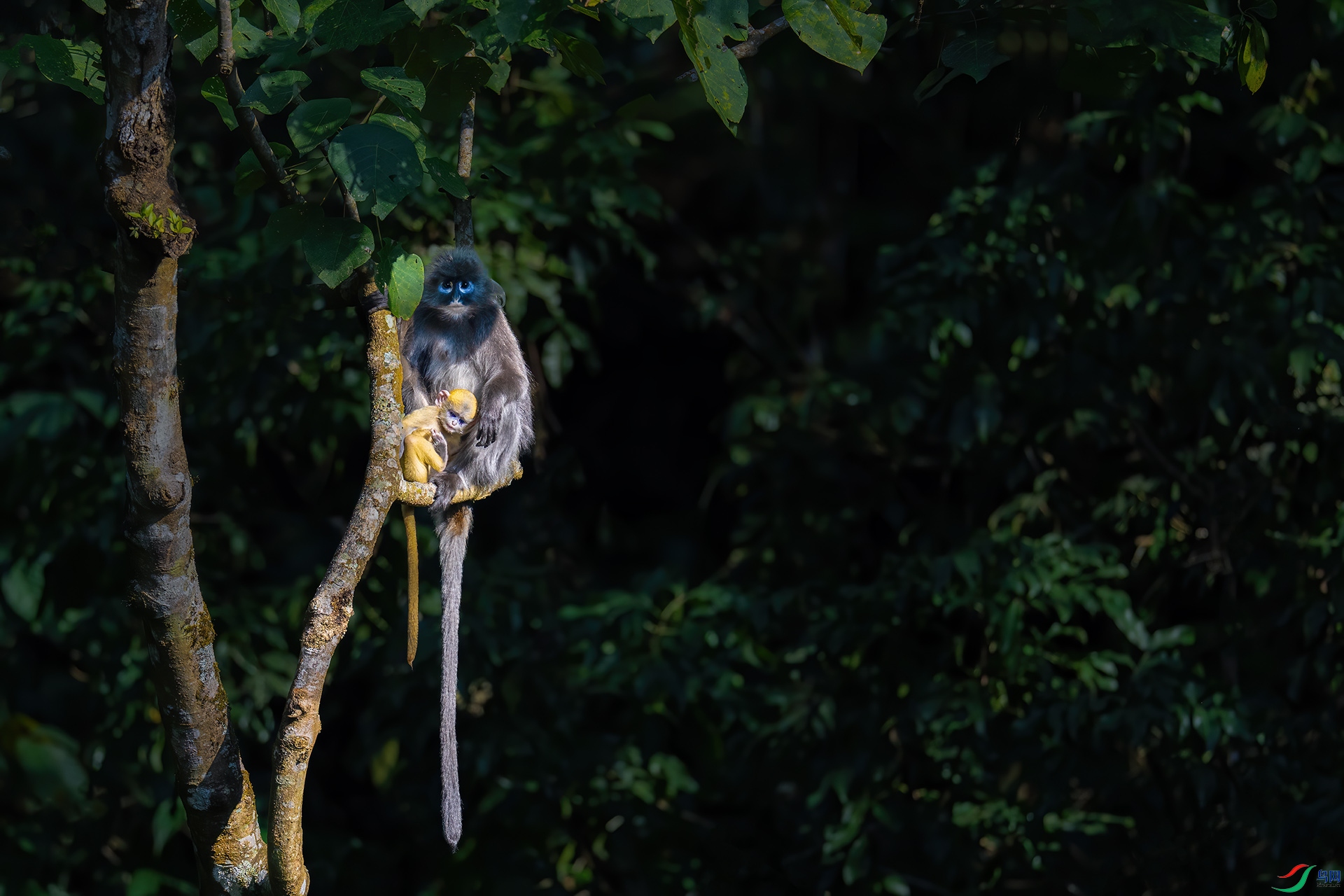 ����Ҷ��.jpg