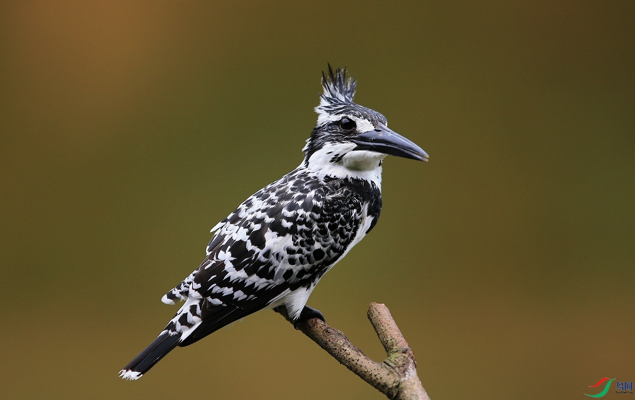 ���� IMGL7427��  ������.JPG