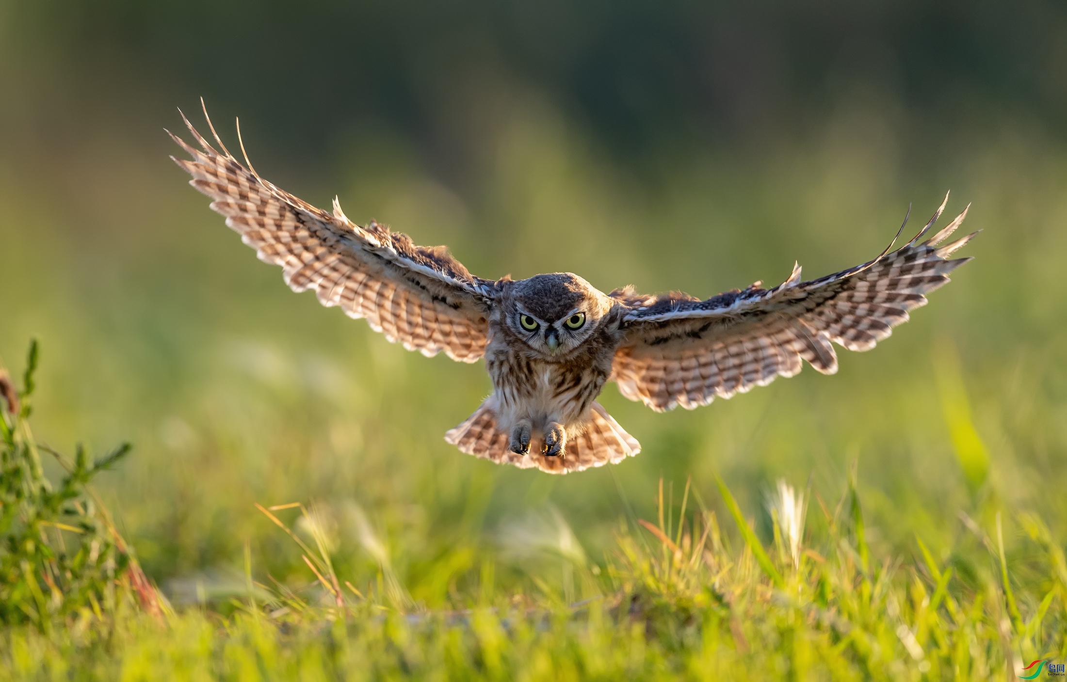 ���Ƹ�С�^