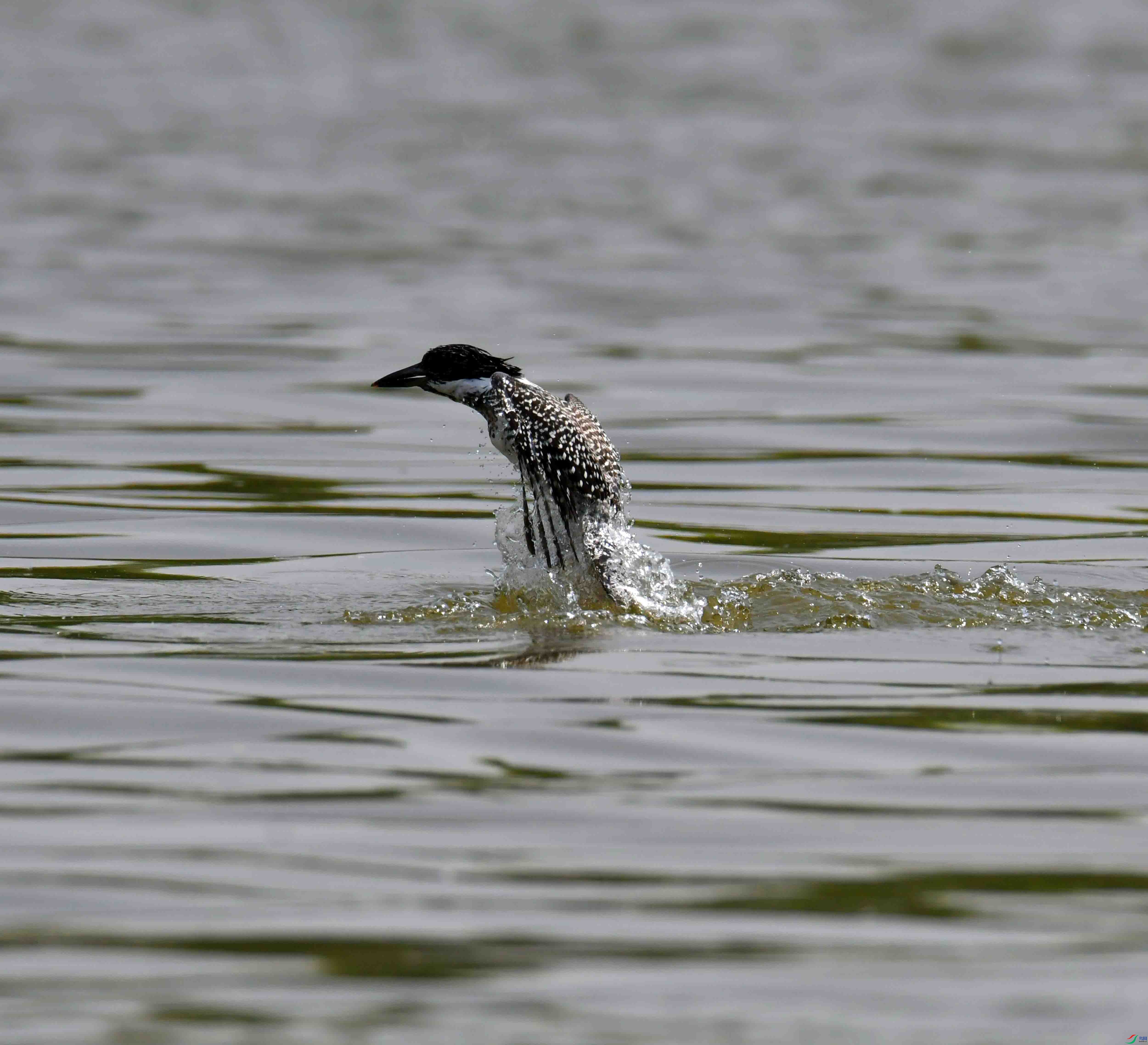 DSC_2685.JPG
