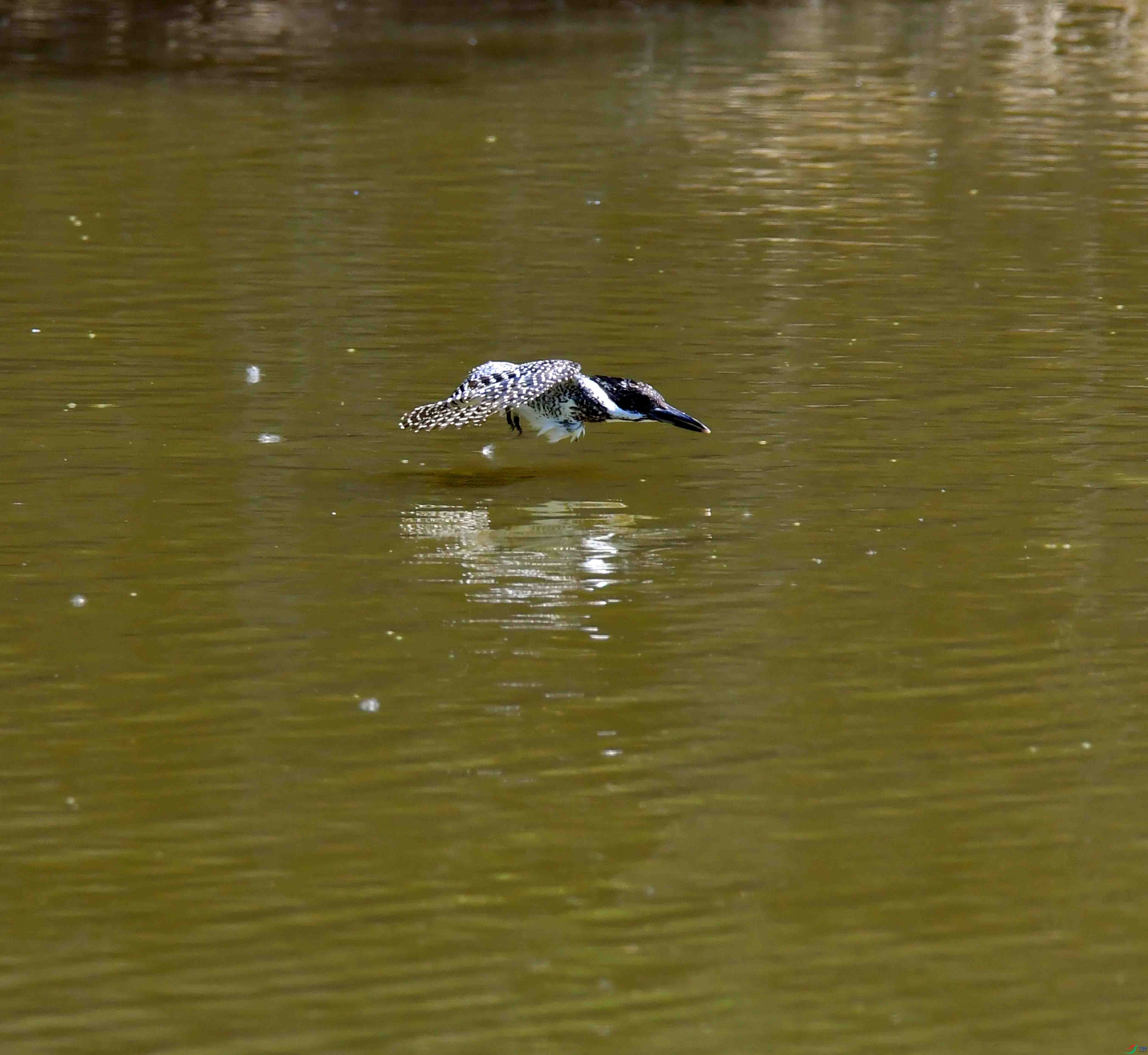 DSC_2759.JPG