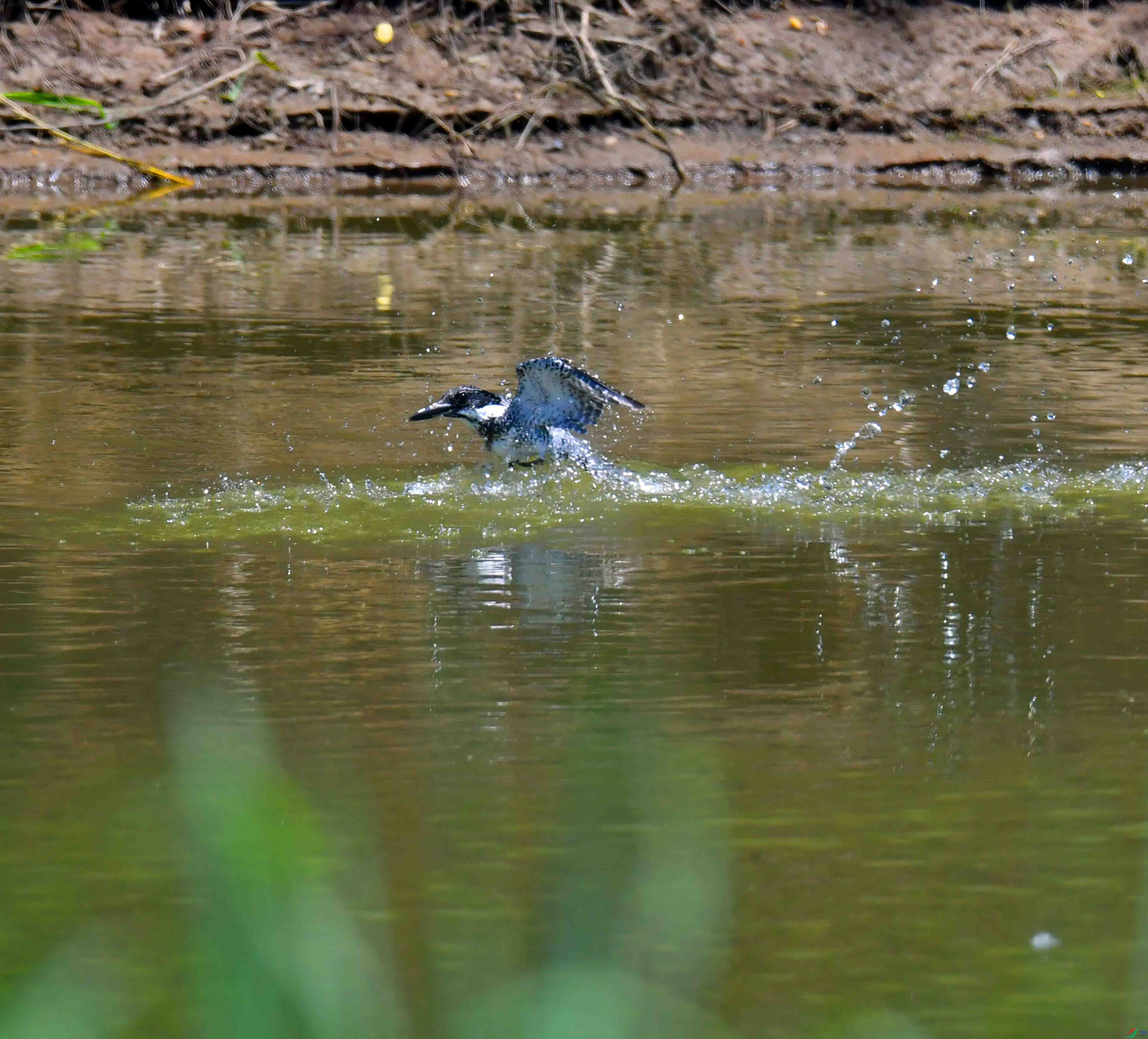 DSC_2800.JPG