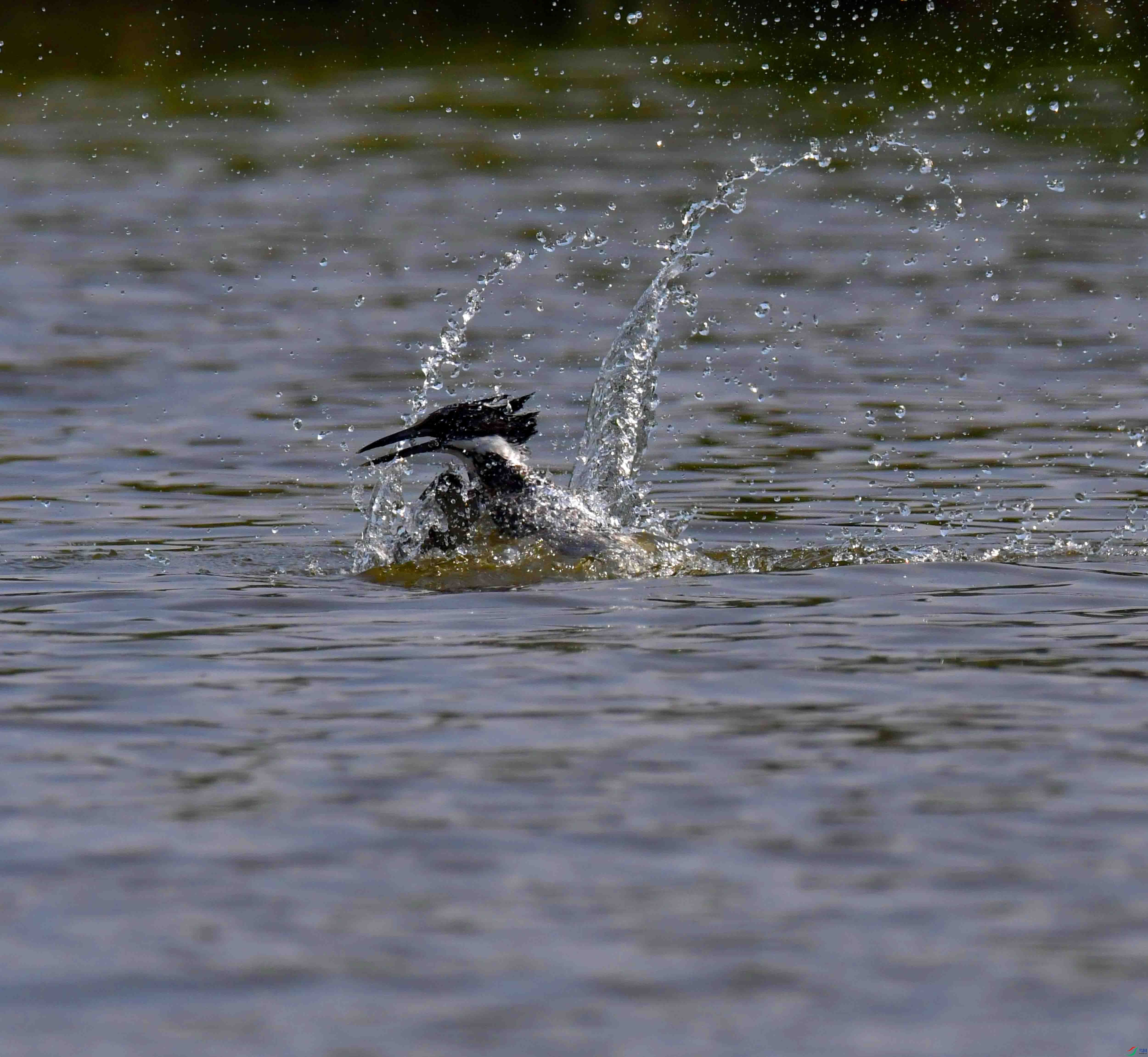 DSC_2825.JPG