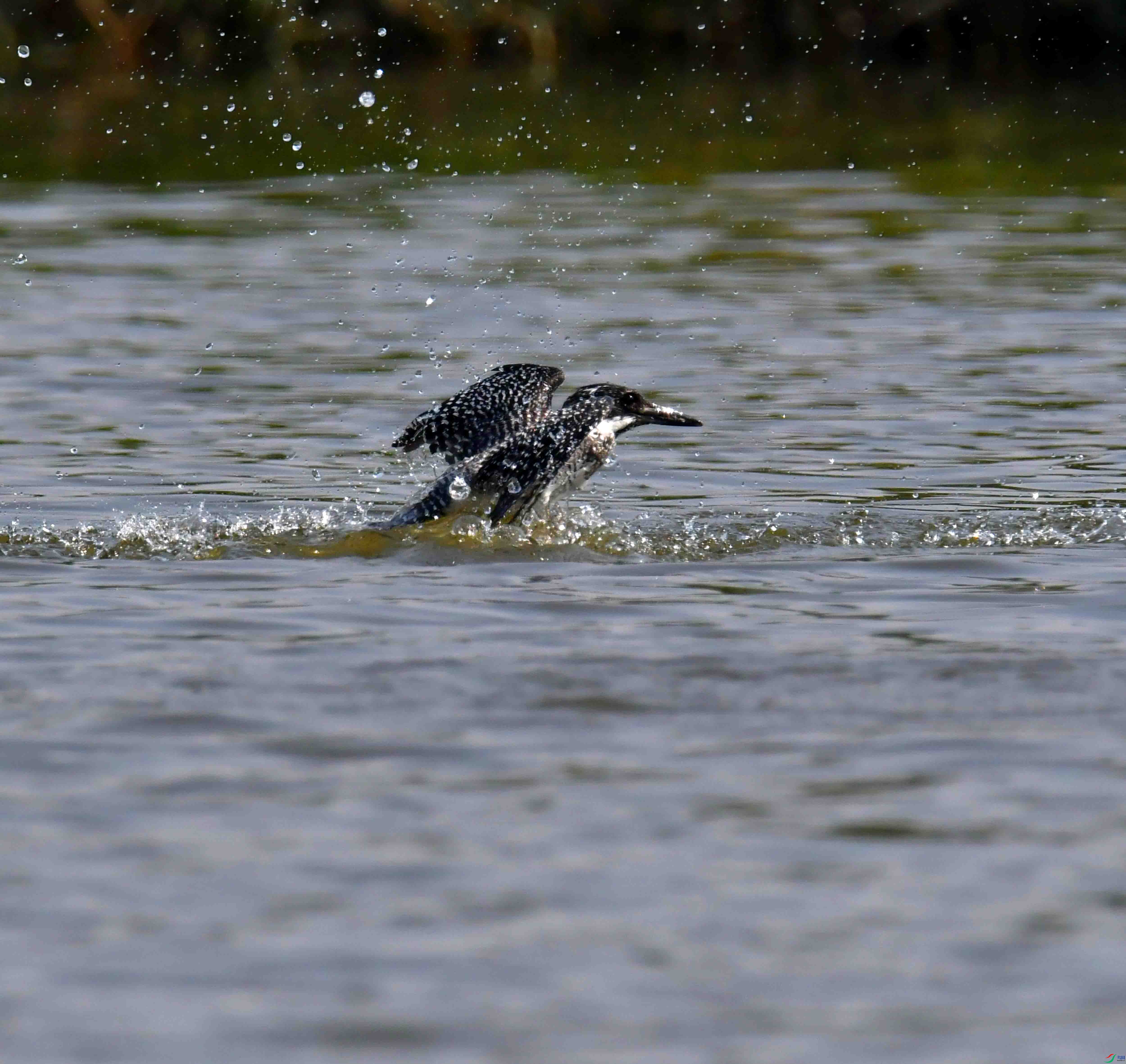 DSC_2835.JPG