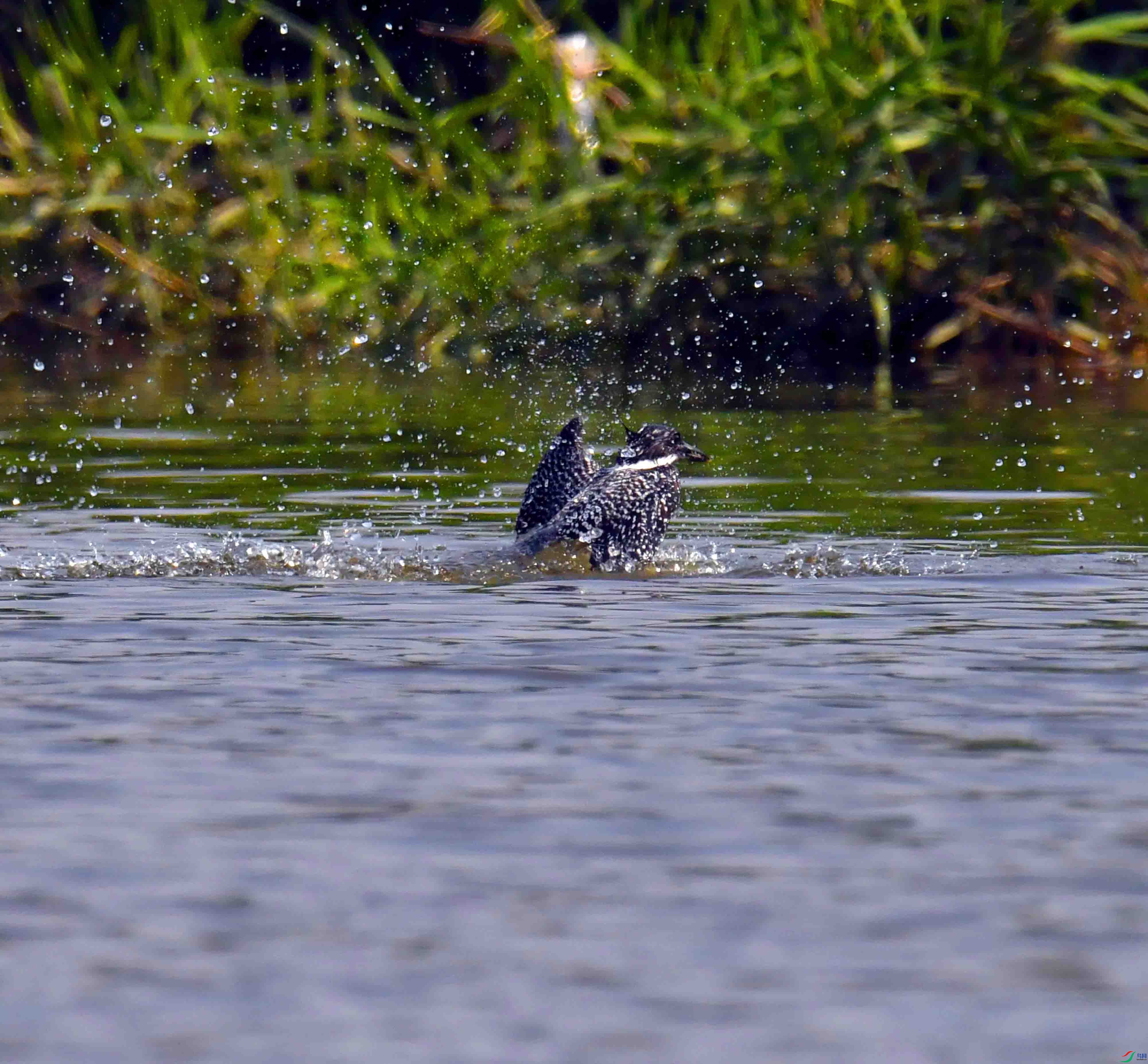 DSC_2857.JPG