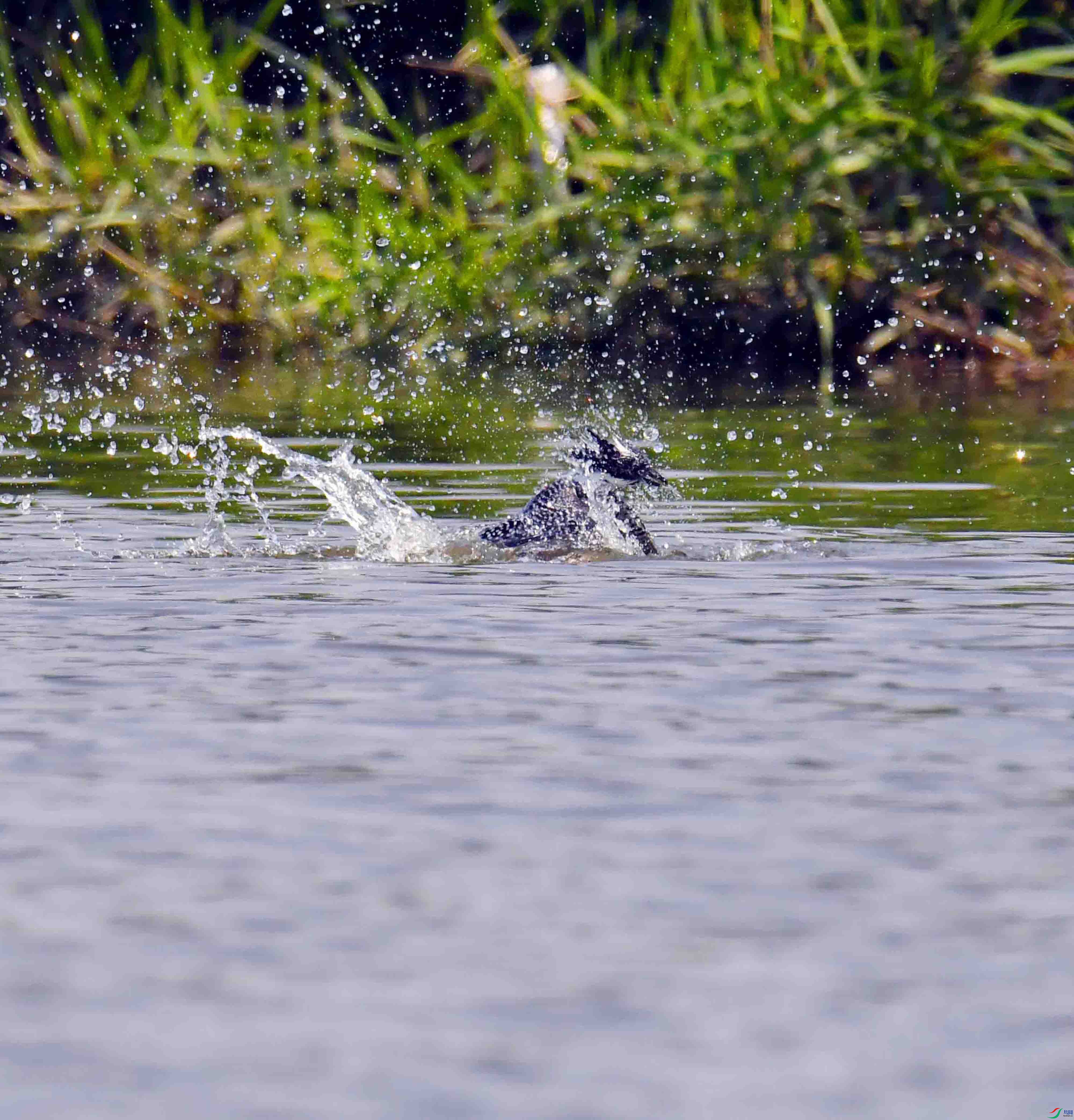 DSC_2856.JPG