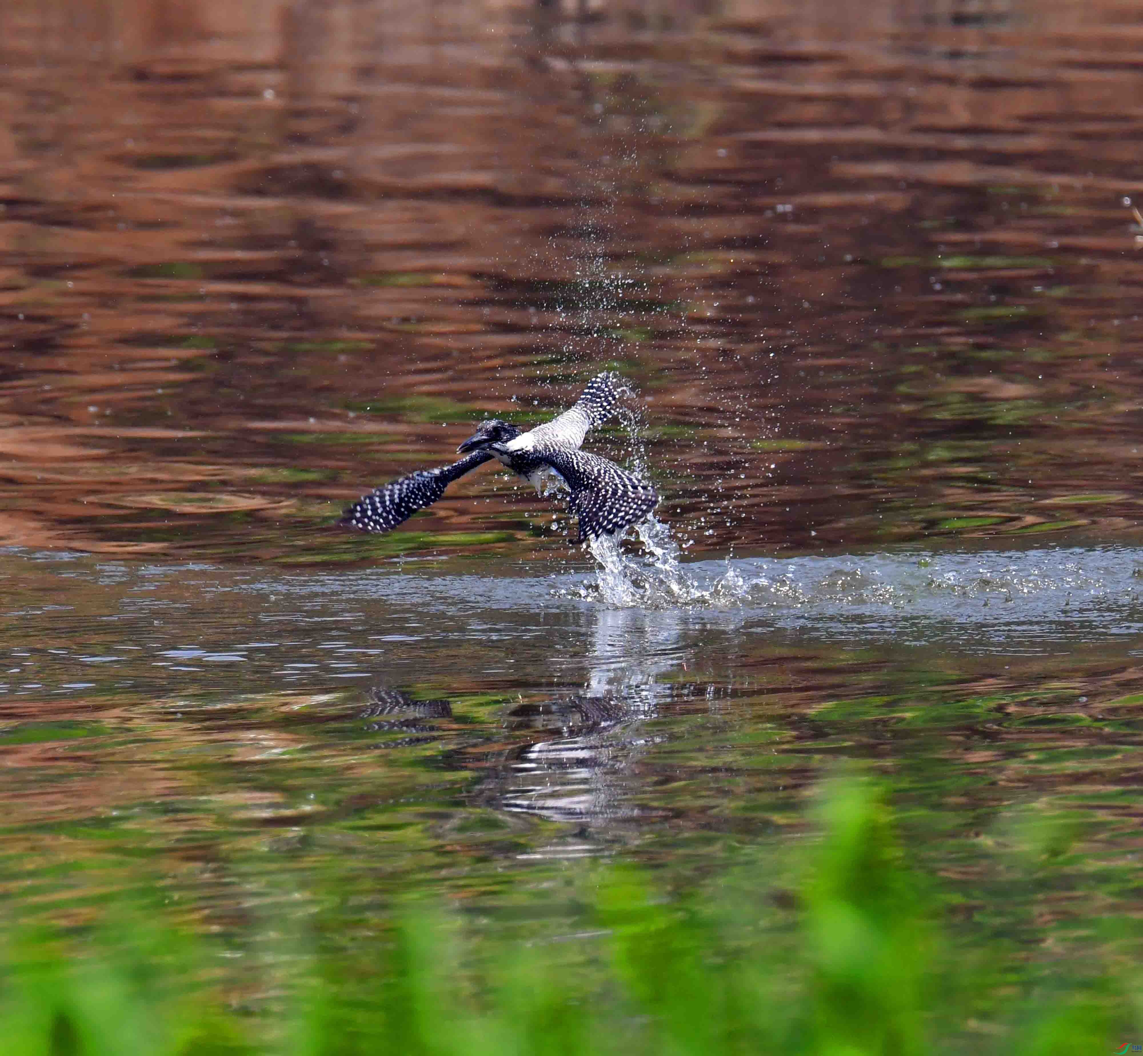 DSC_3708.JPG