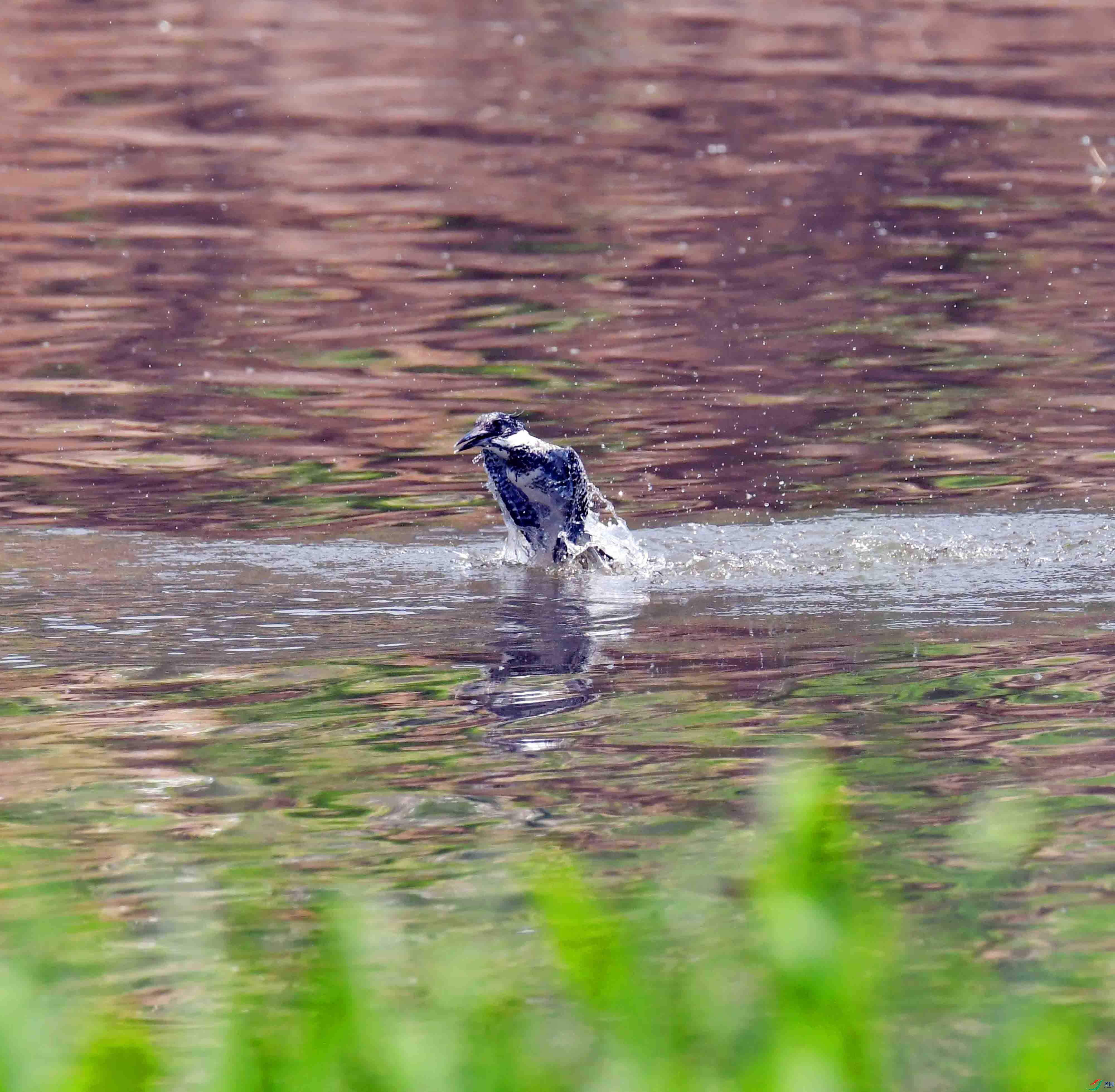 DSC_3707.JPG