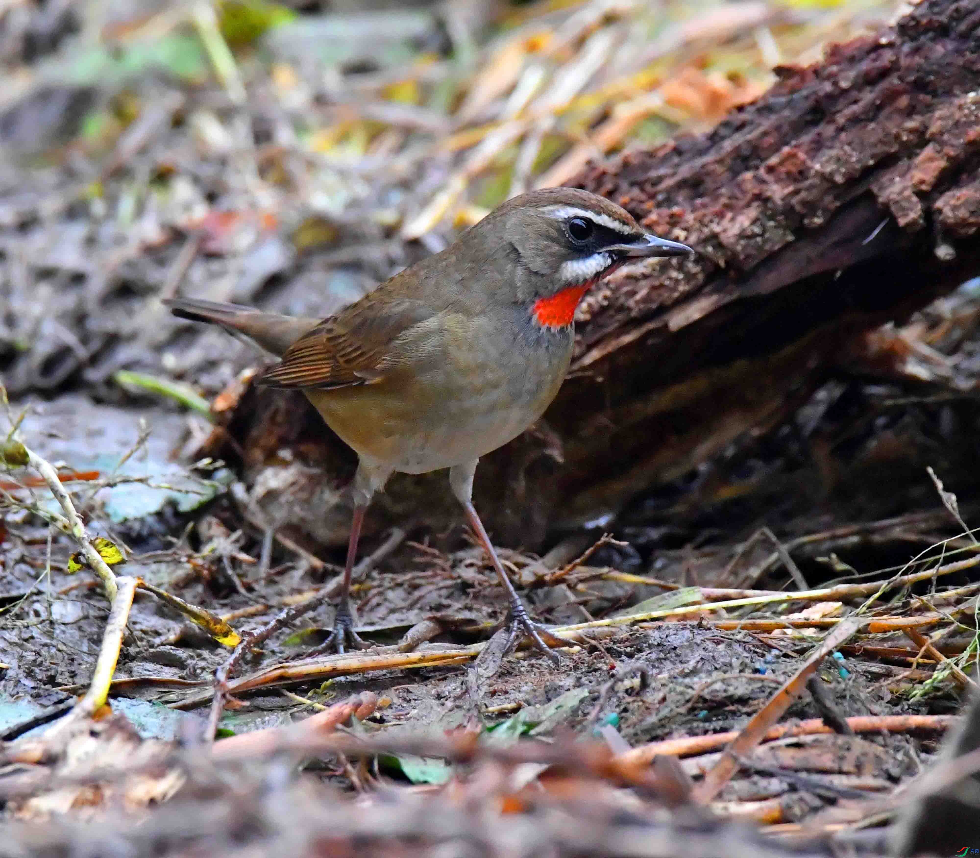 DSC_5922.JPG
