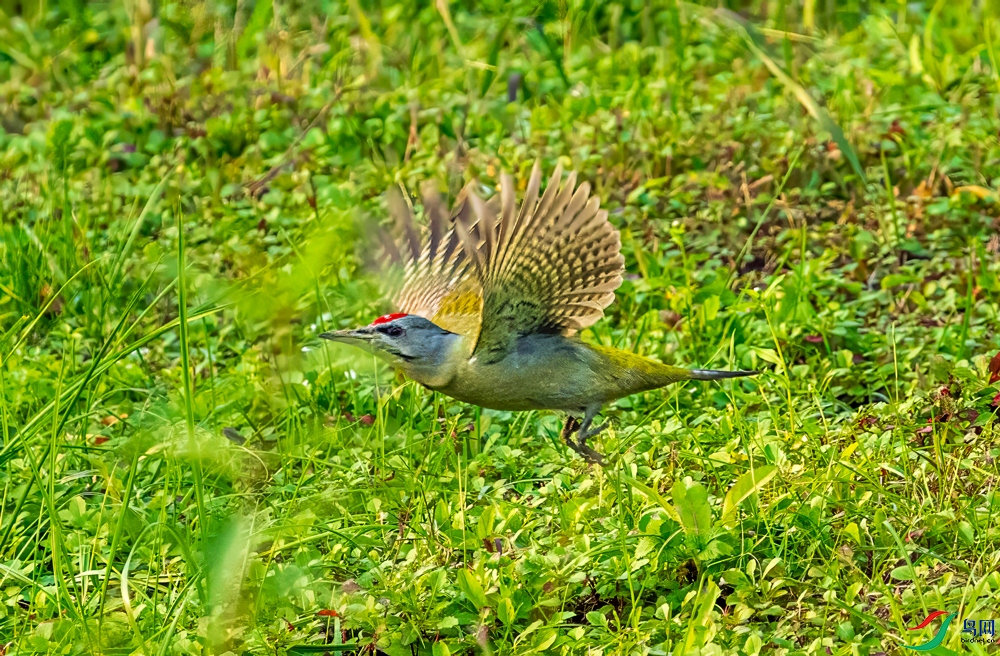 _DSC8288.jpg