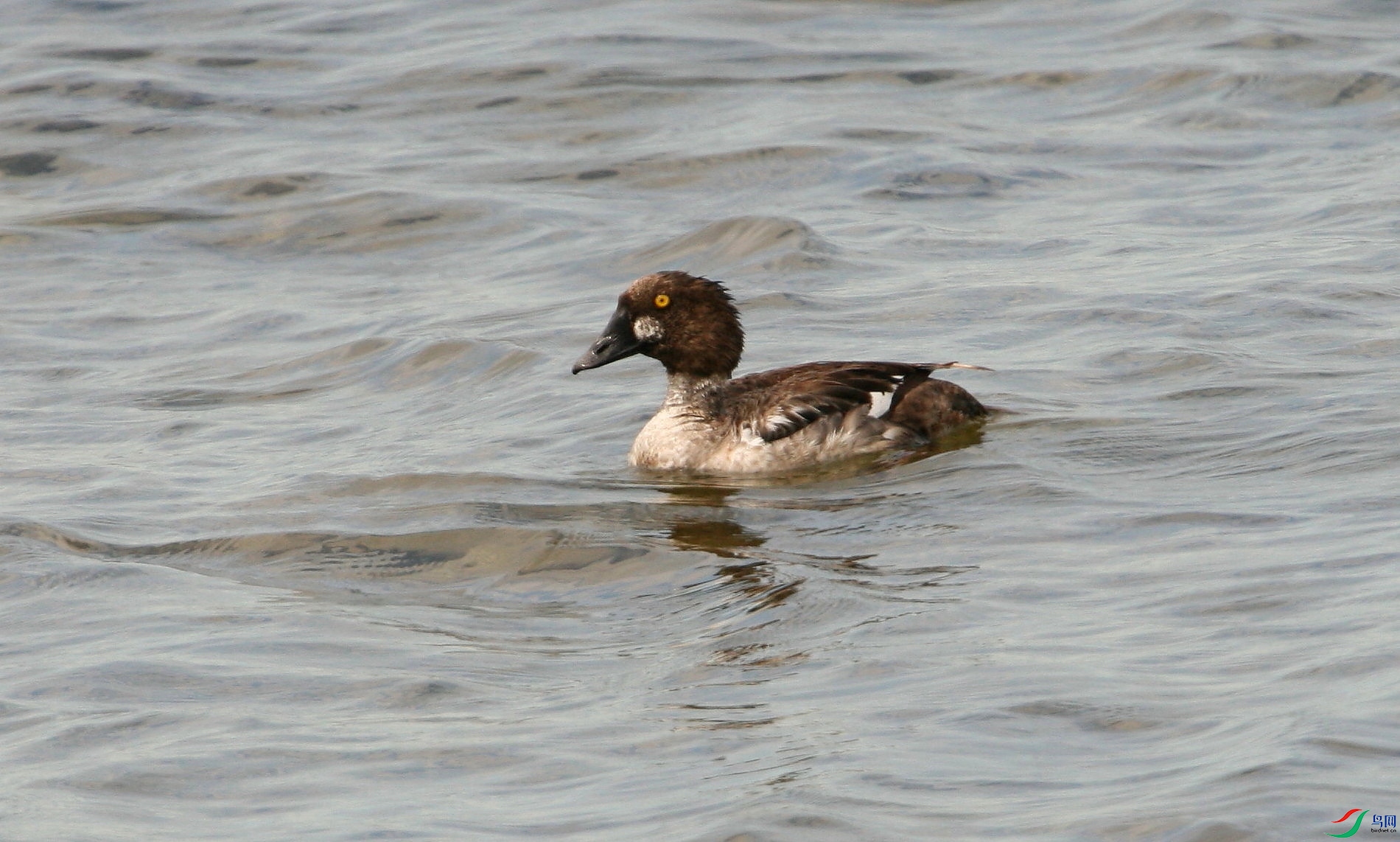 ���� Common Goldeneye δ��������