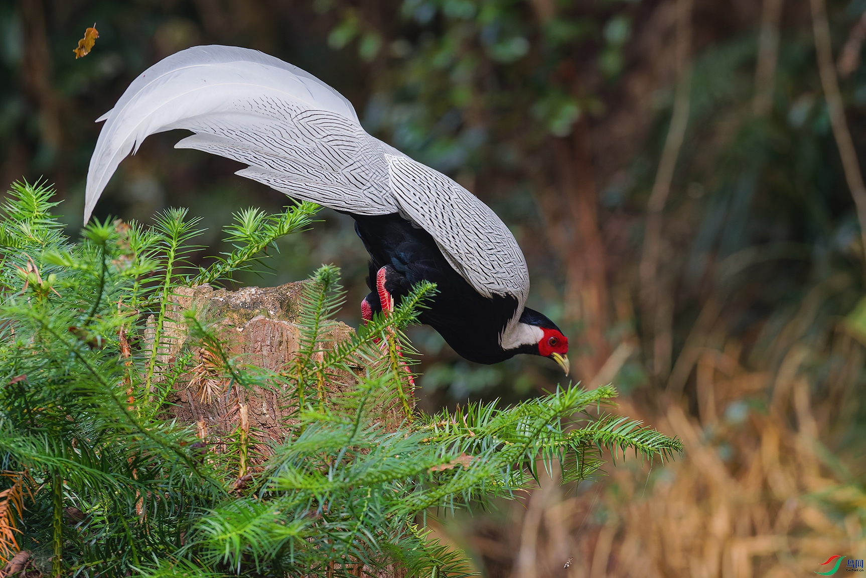 2DSC_0290_DxO_DxOa.jpg