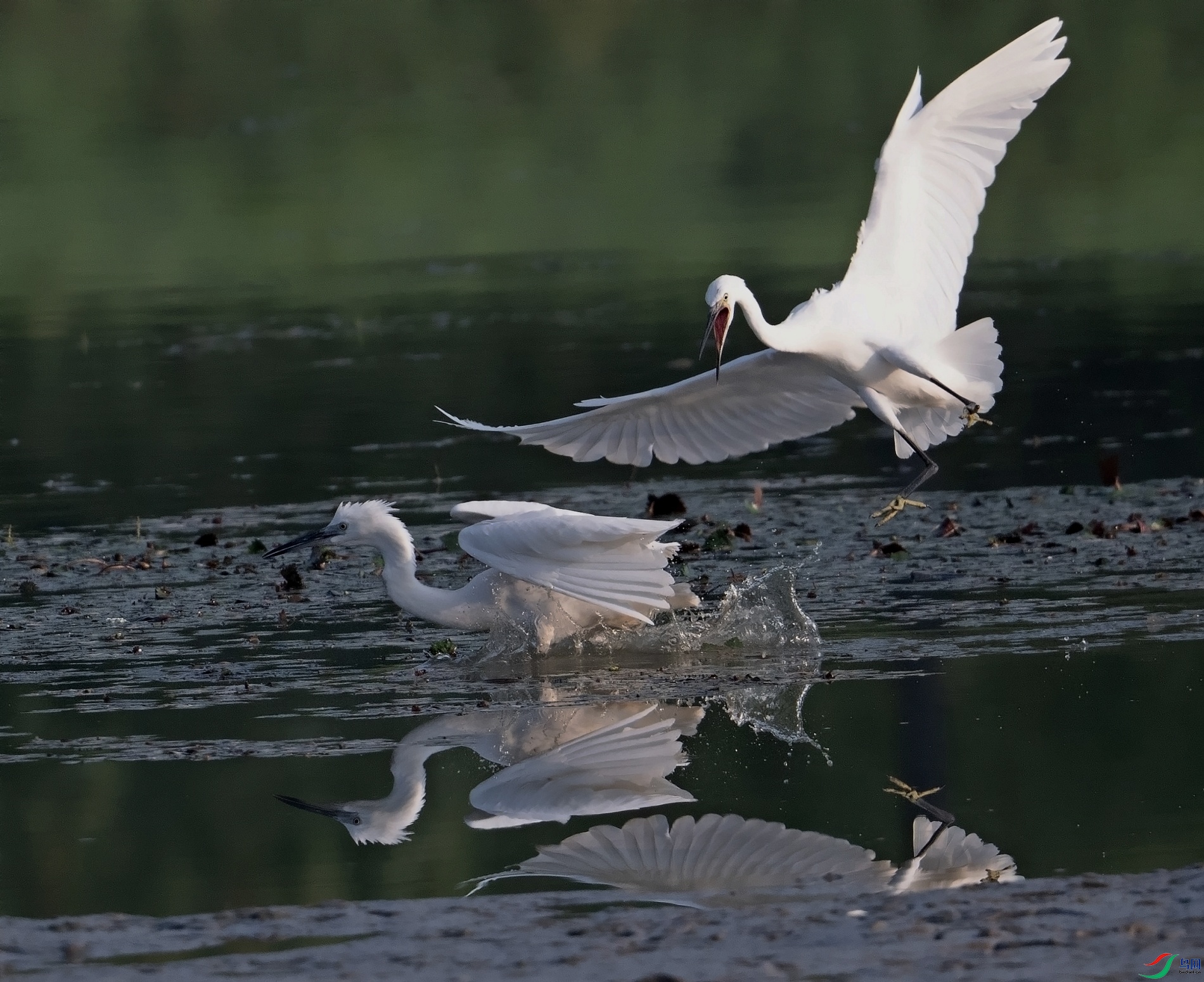 DSC_6998---_conew1.jpg