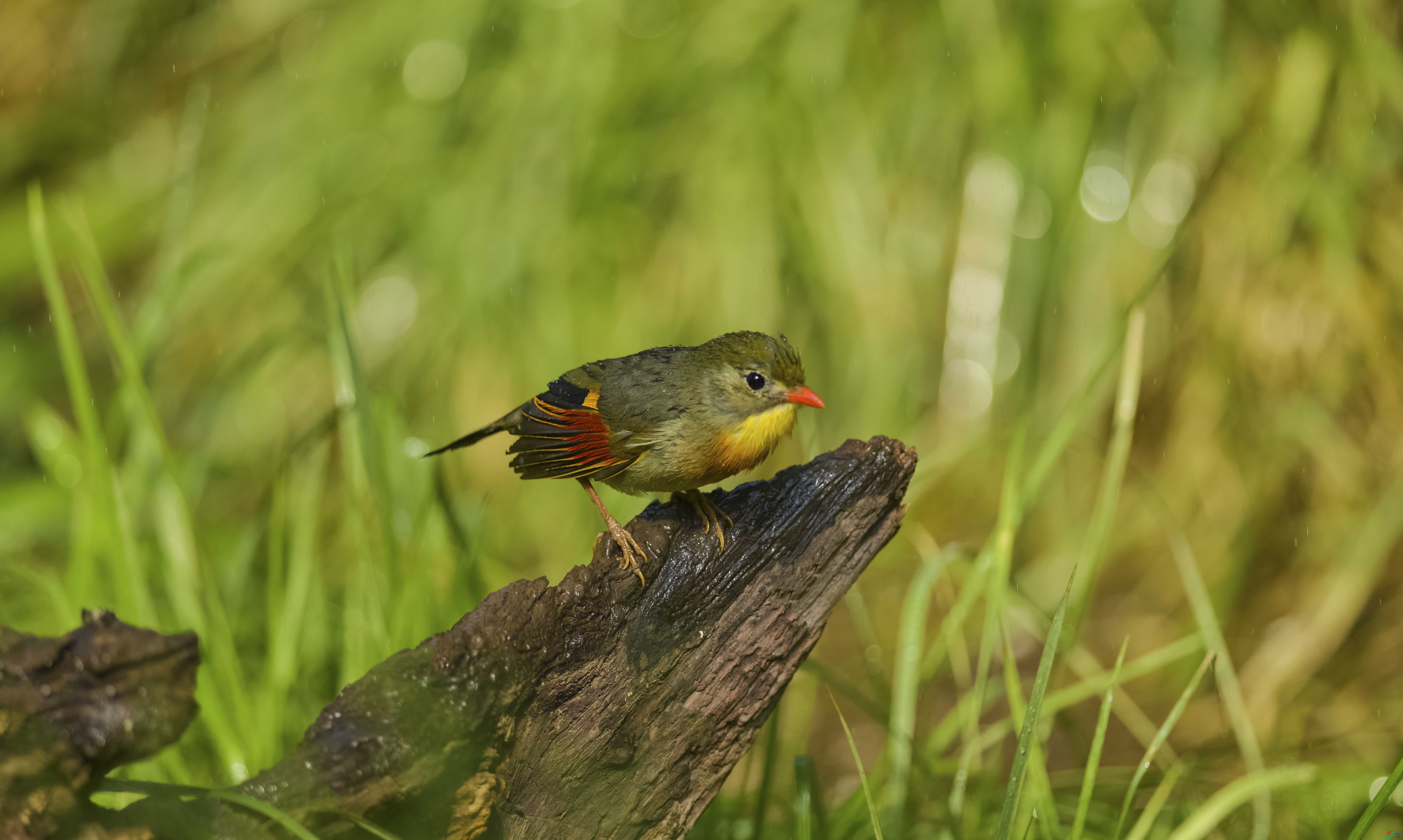 DSC_5439.jpg