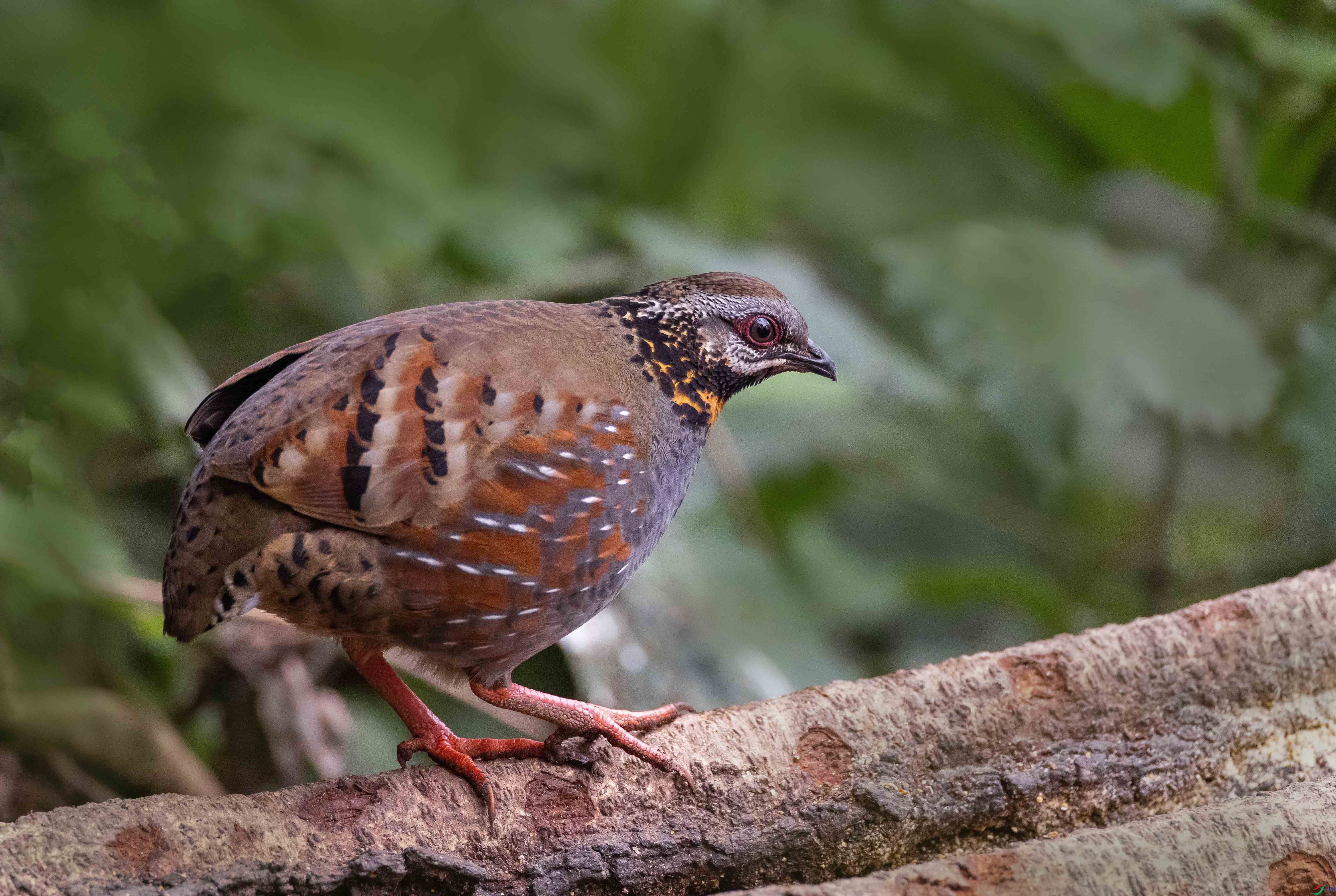 1-xt4L2A5511 ���� 2.jpg