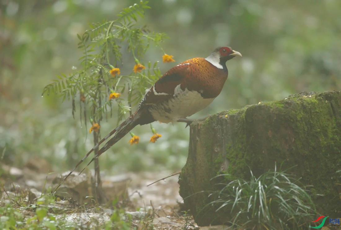 _DSC1719zx_������С.jpg