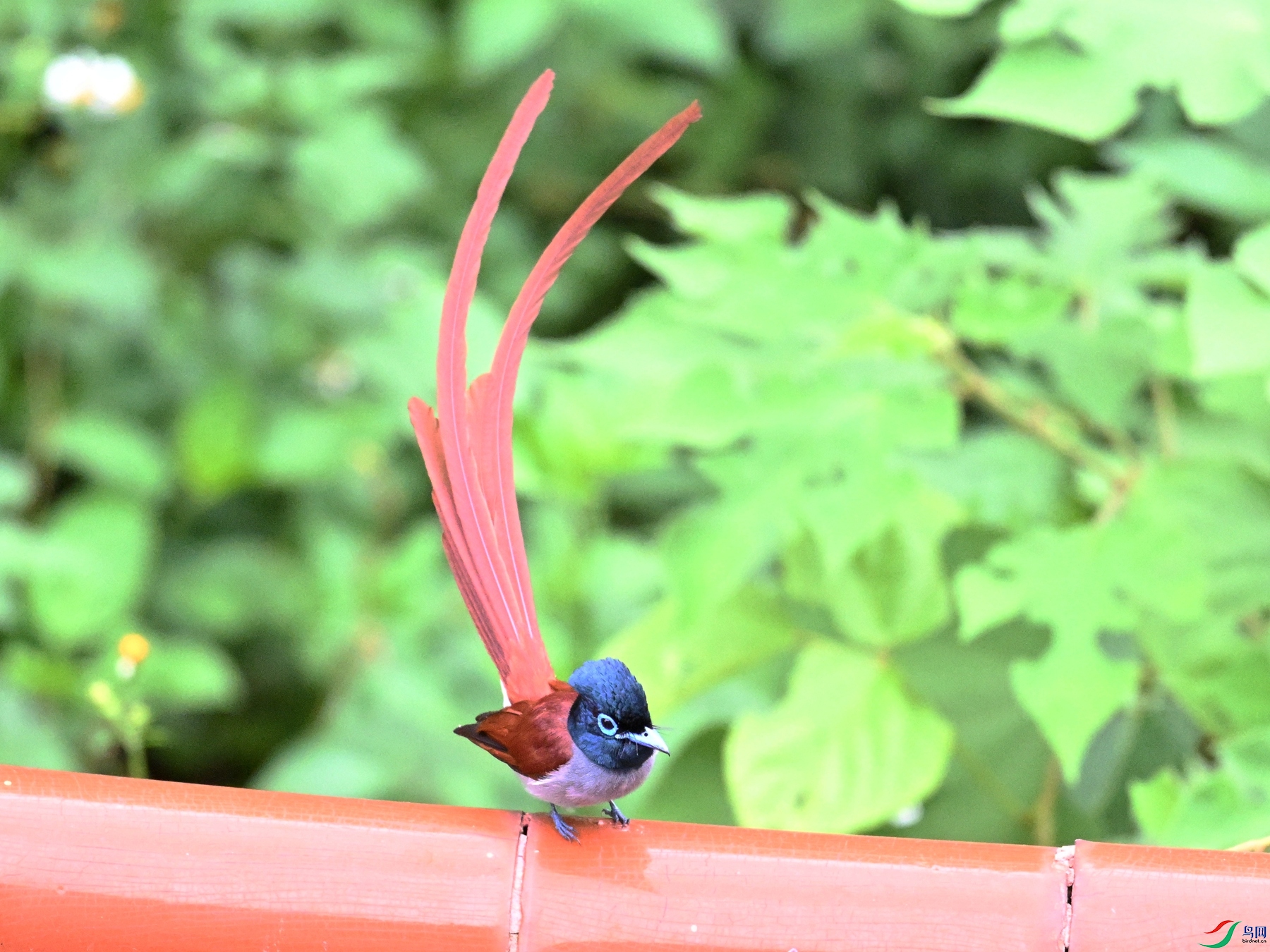 DSC_7084.JPG