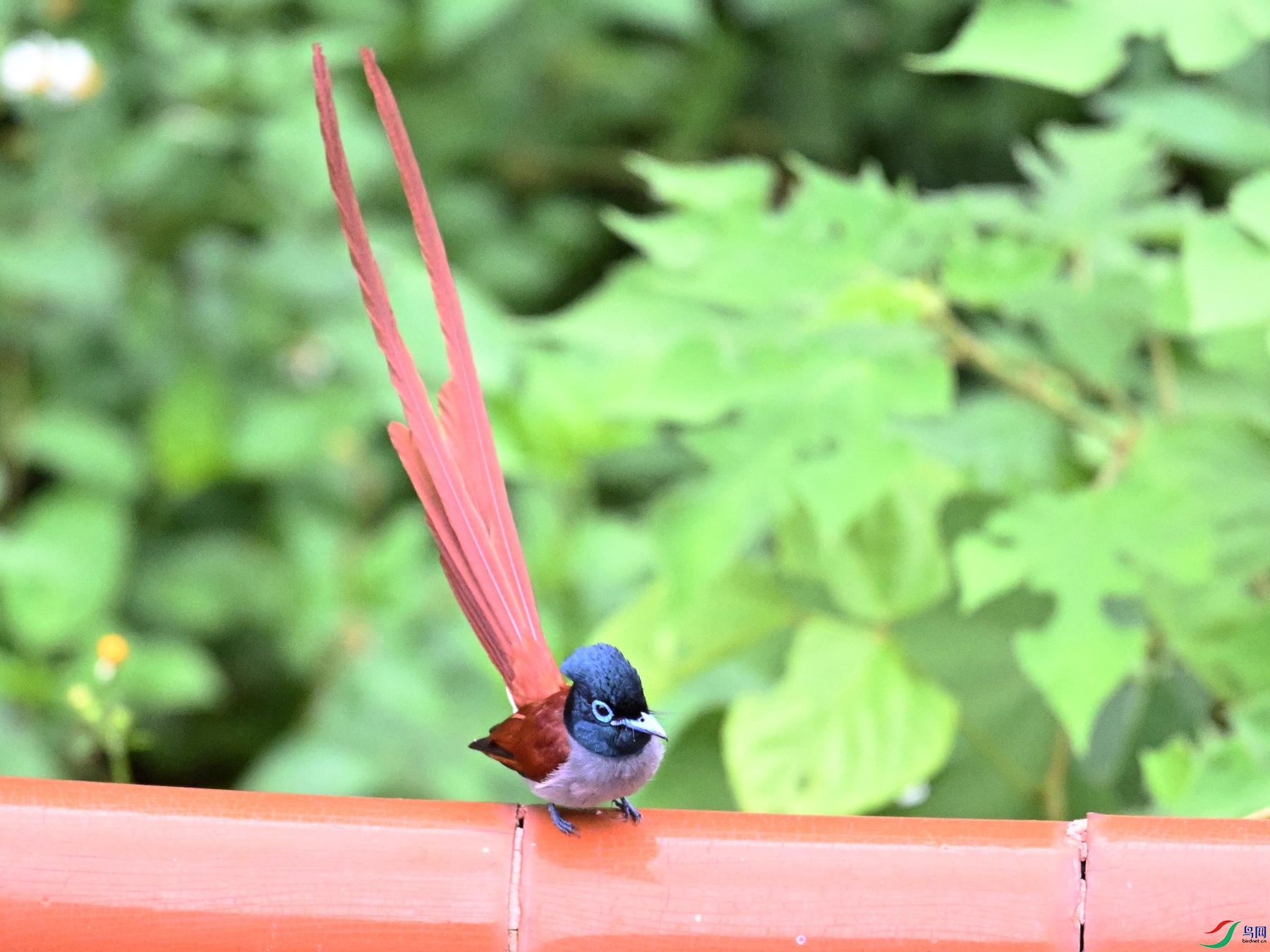 DSC_7090.JPG