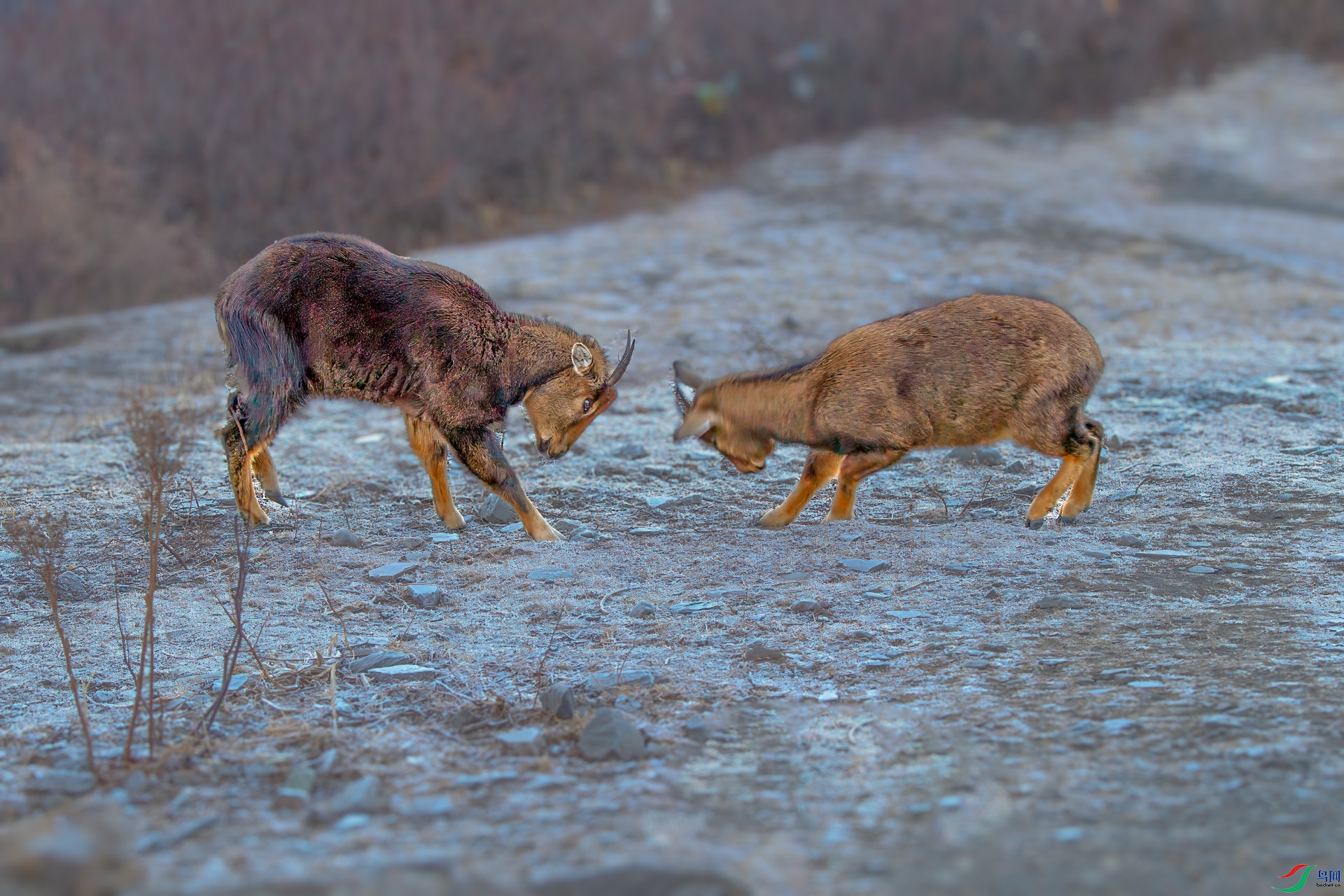 DSC_2836-A500.jpg