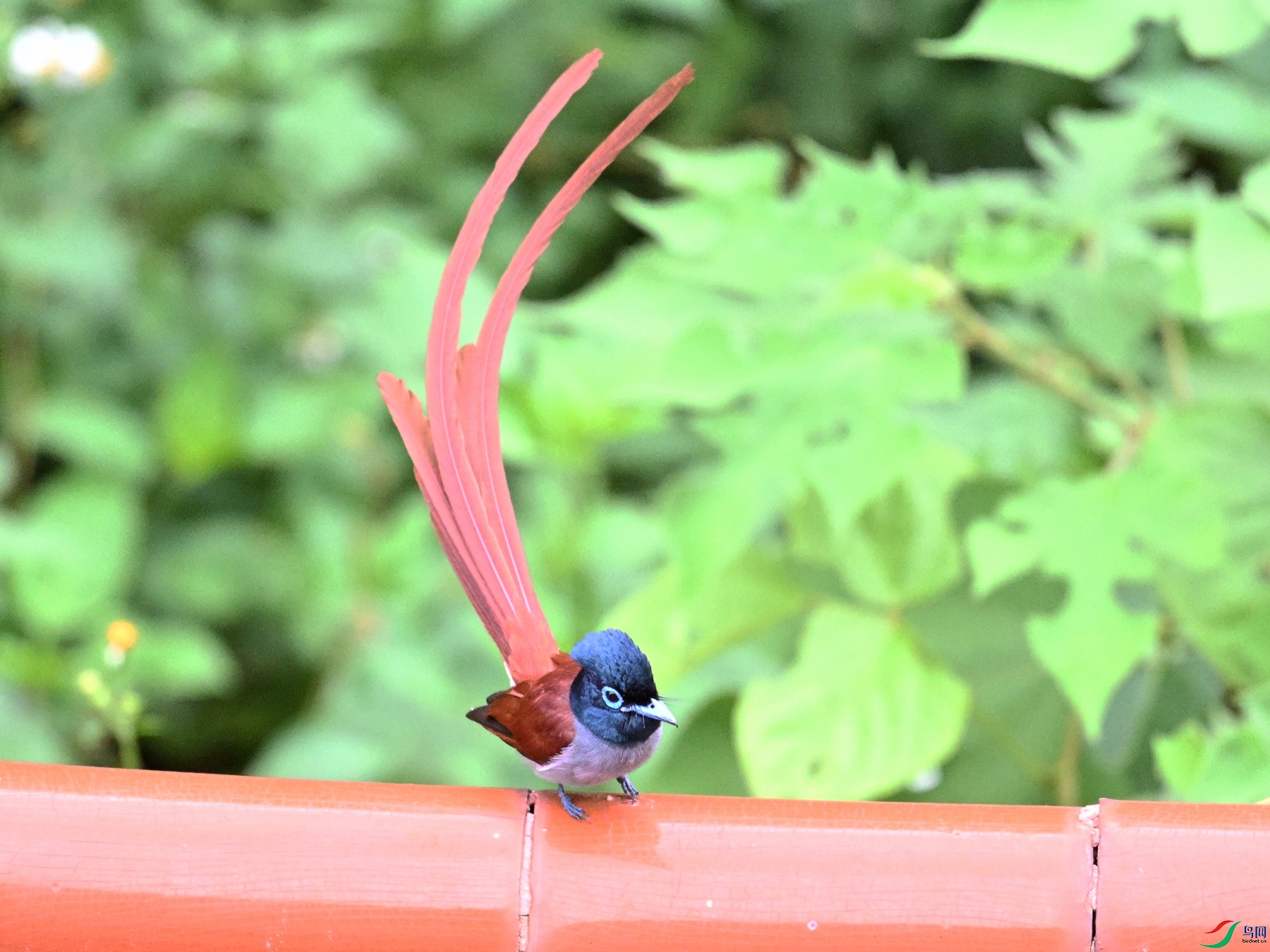 DSC_7085.JPG