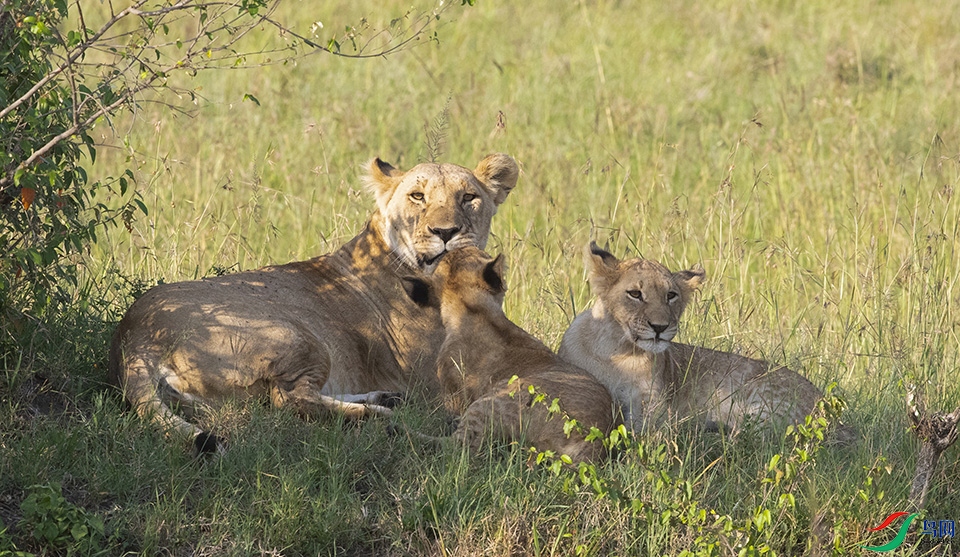 B39I3388ĸ���ӡ� ��ʨ��.jpg