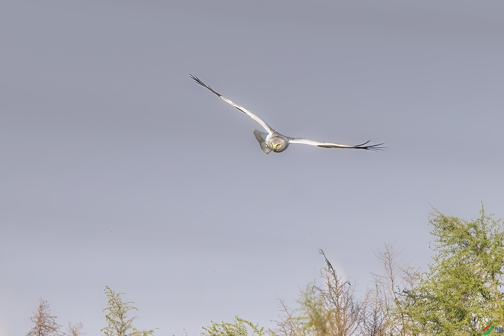 DSC_2590 ����.jpg