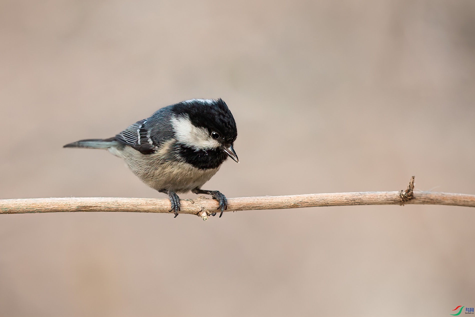 AQ4P3249-1.jpg