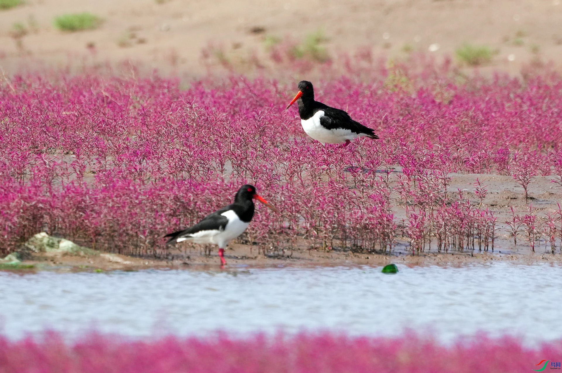 DSC00975 ����.jpg