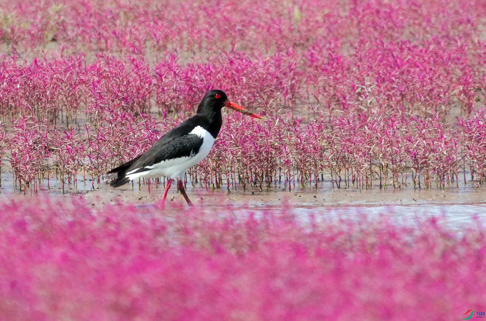 DSC00950 ����.jpg