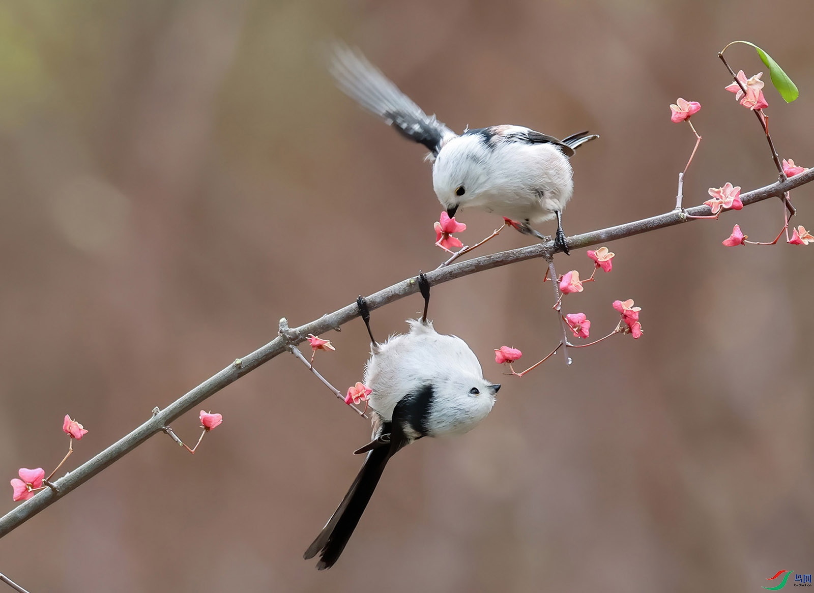 1������βɽȸ������Ӱ ������Ʒ25.7.4��E8A1483---222.jpg