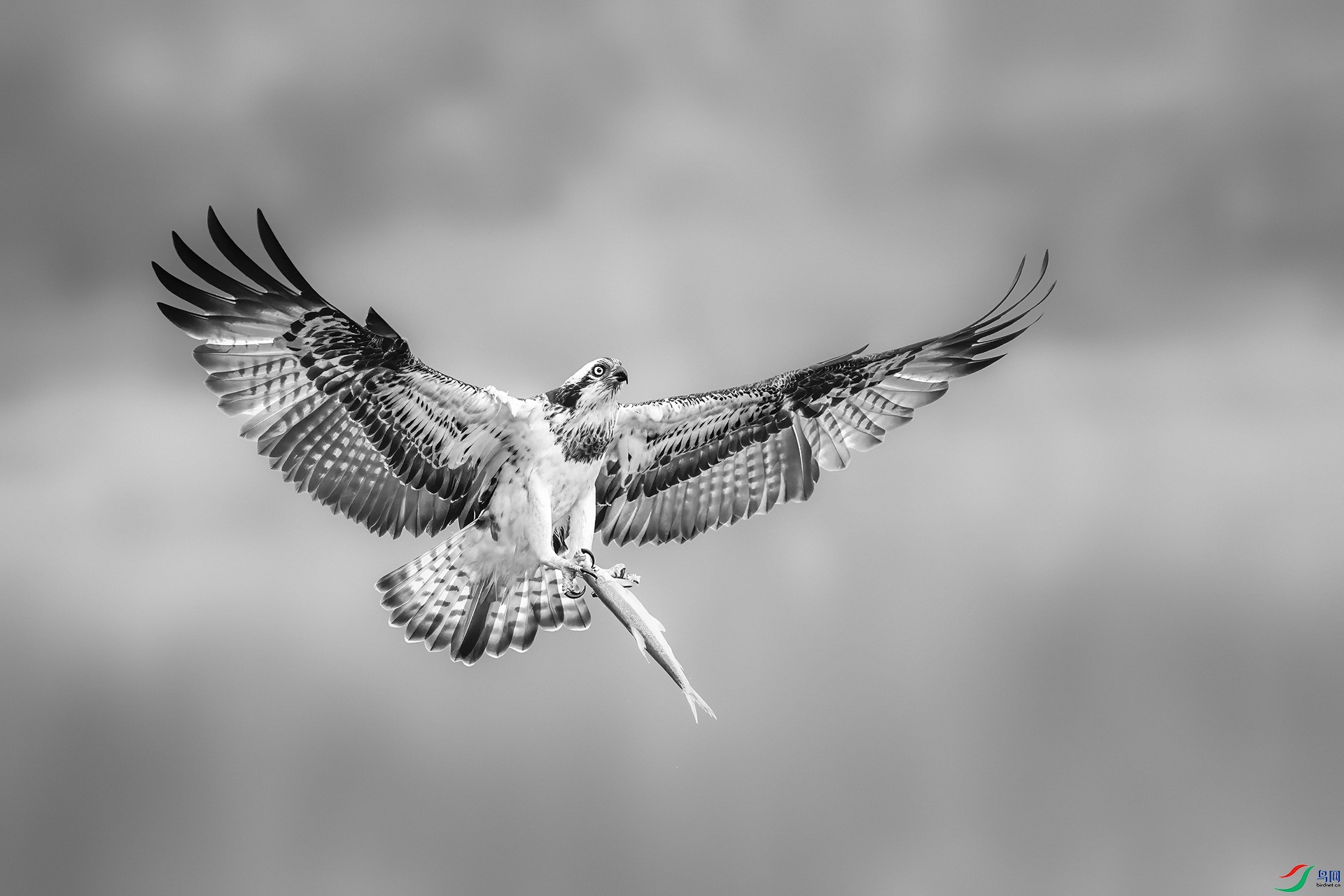 0_D5D1366-NEF_DxO_DeepPRIME0.jpg