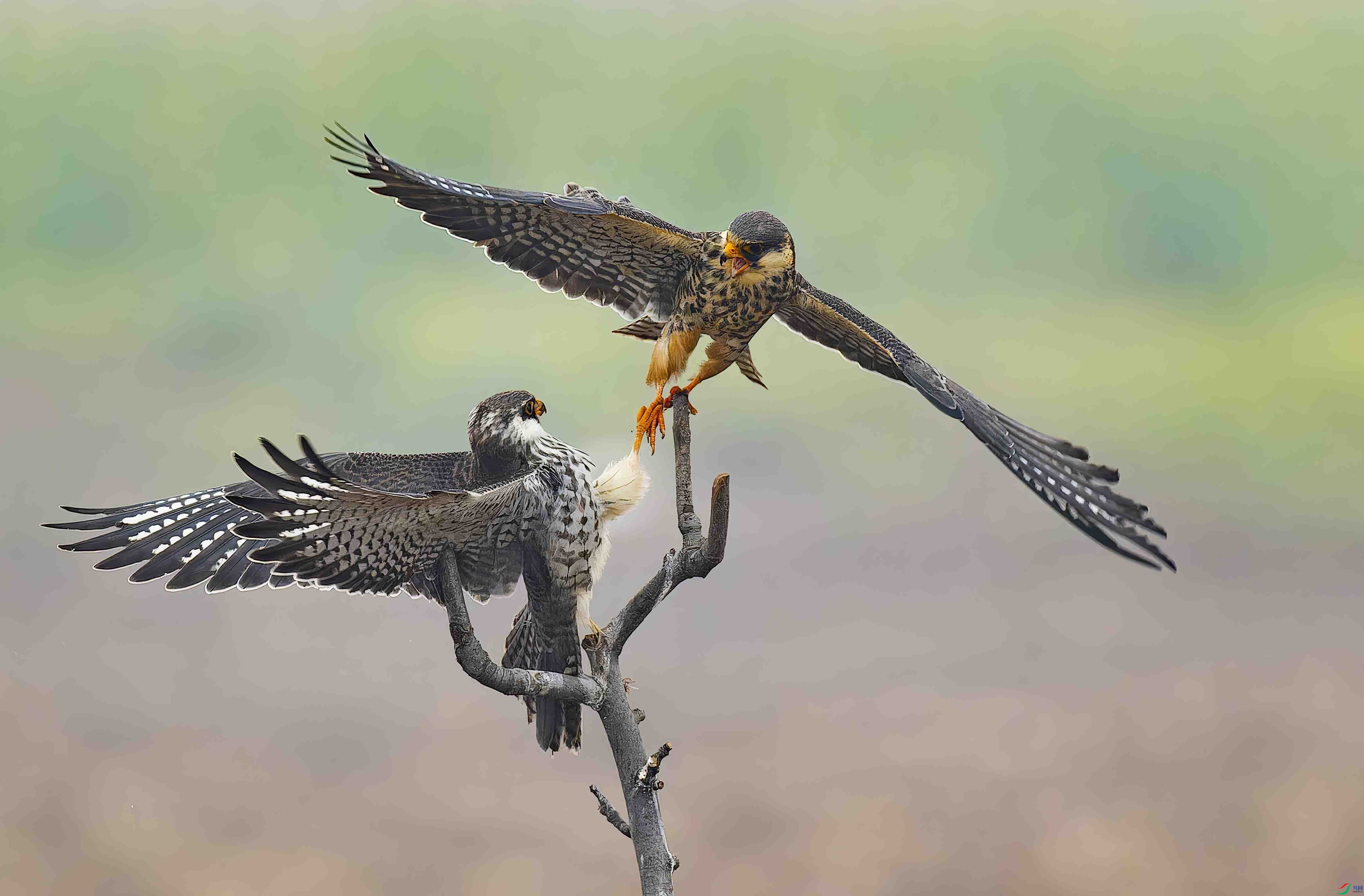 ӥץ������