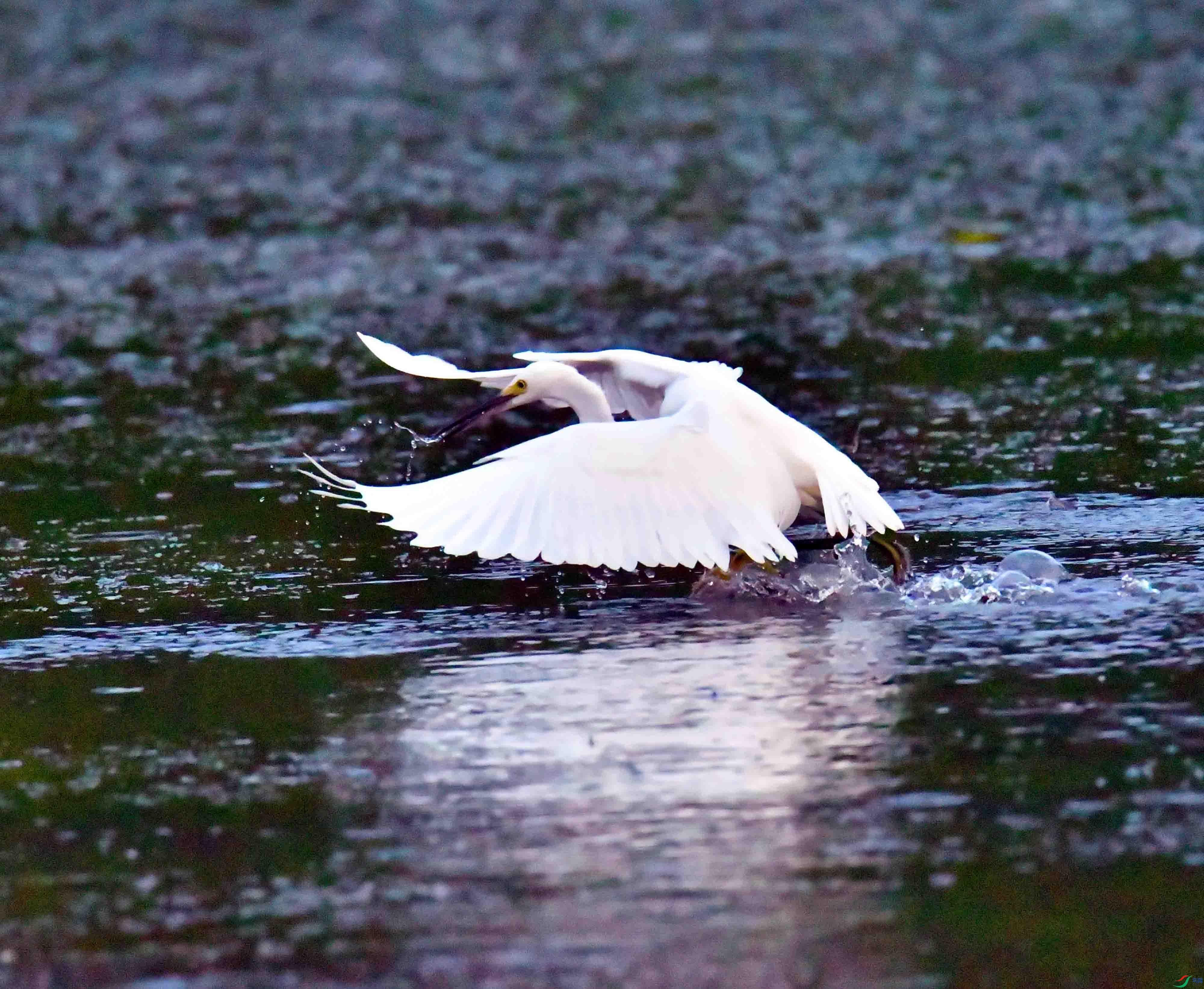 DSC_0911.JPG