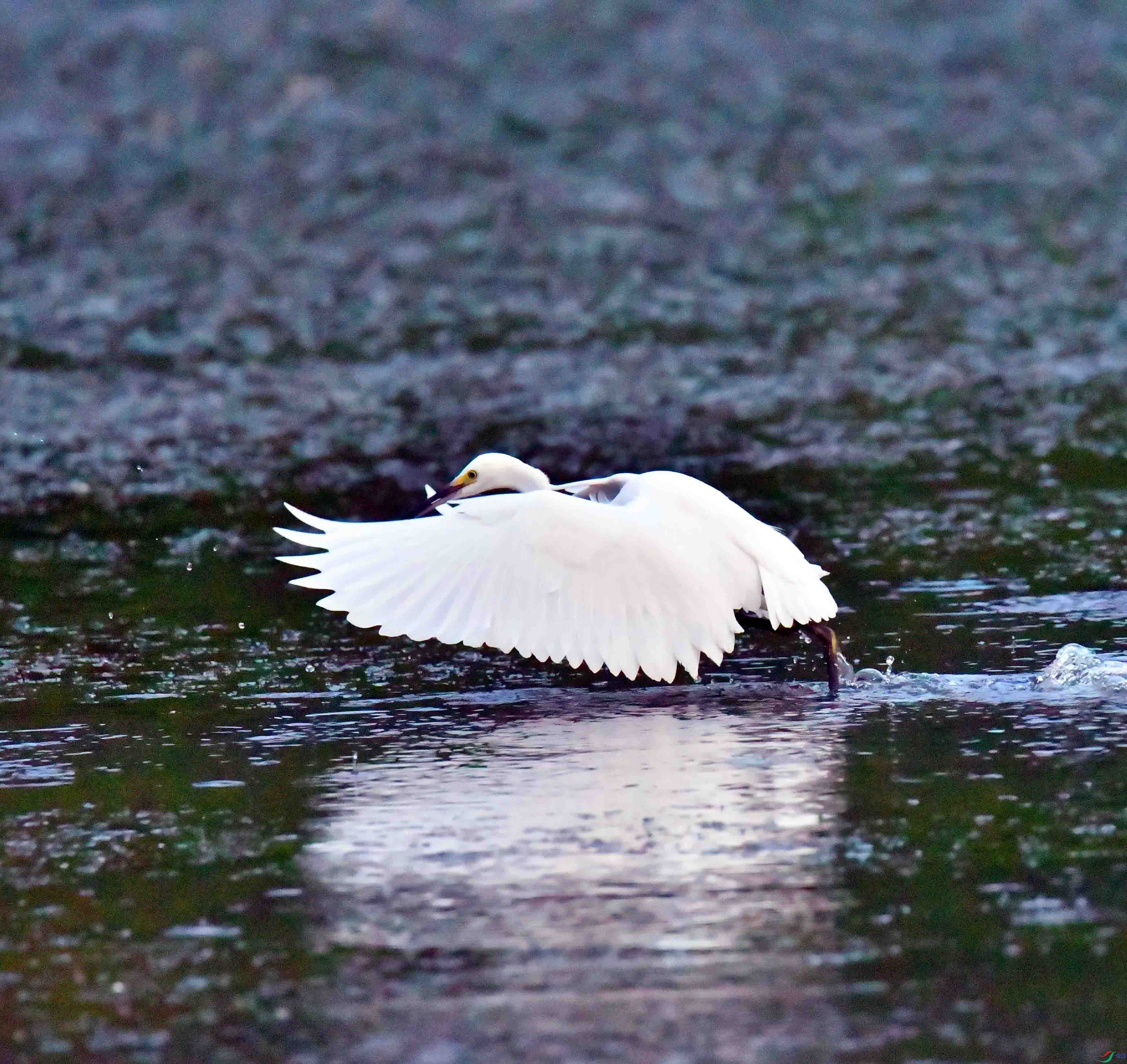 DSC_0913.JPG