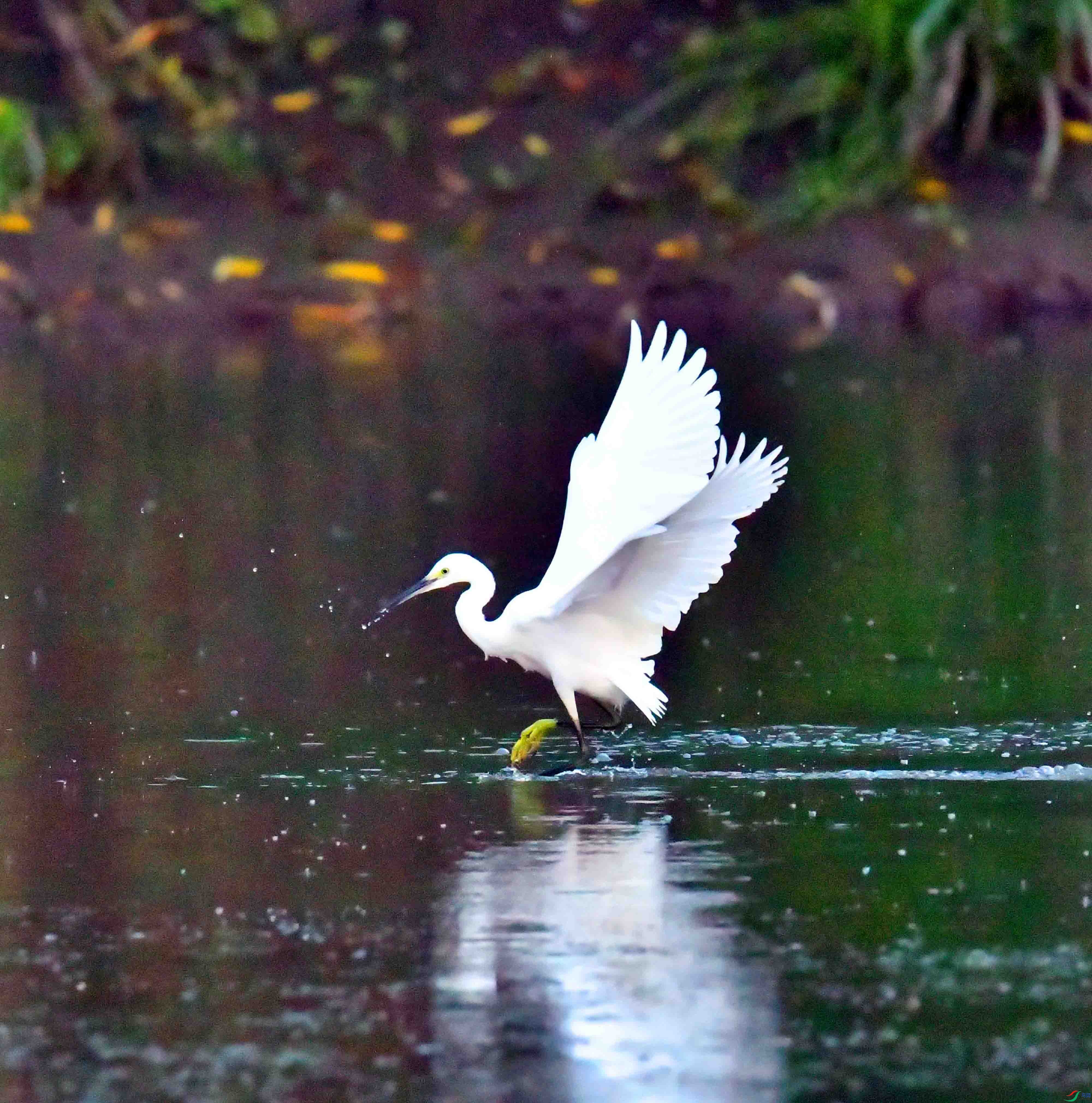 DSC_0950.JPG