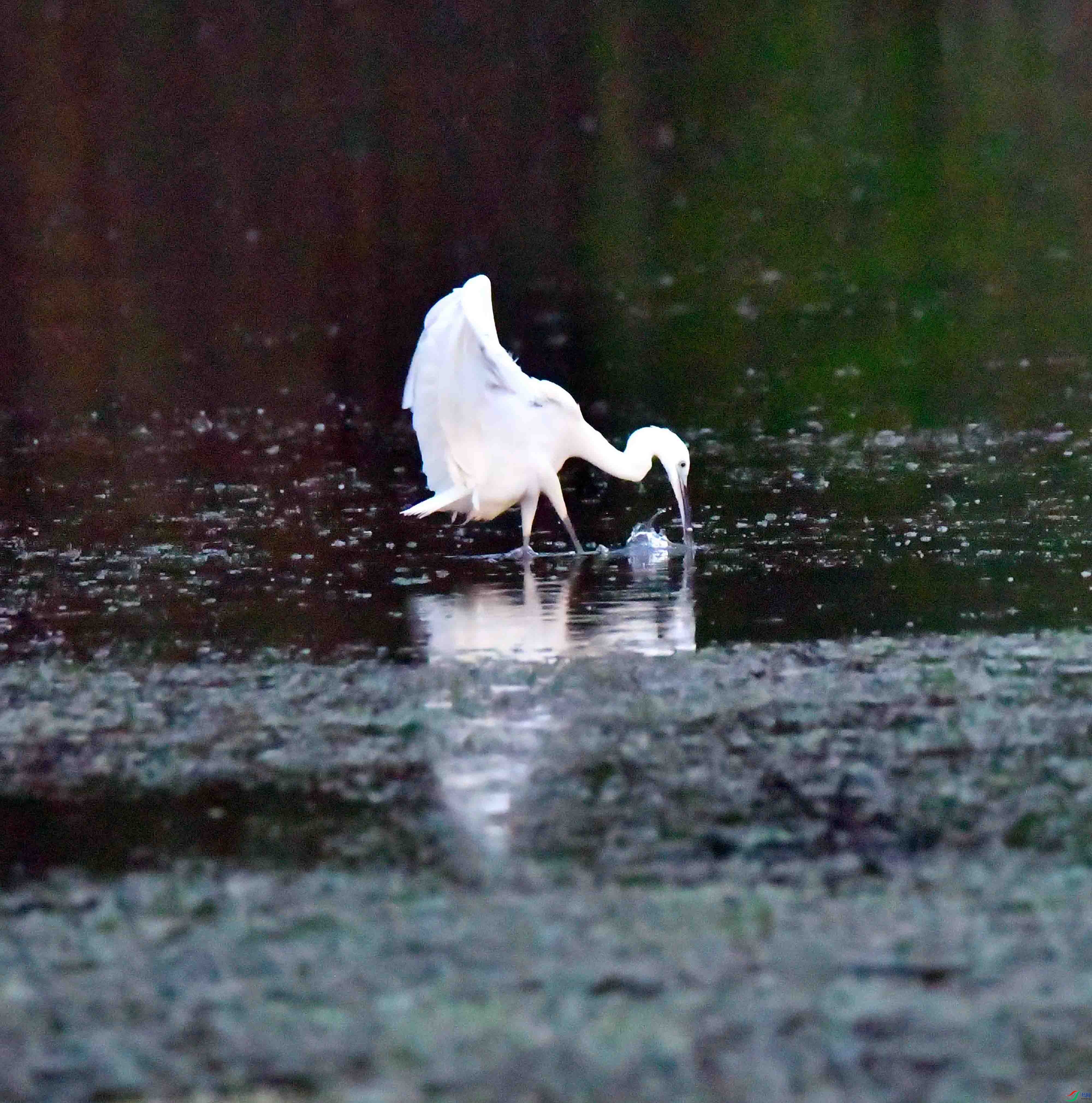 DSC_0952.JPG