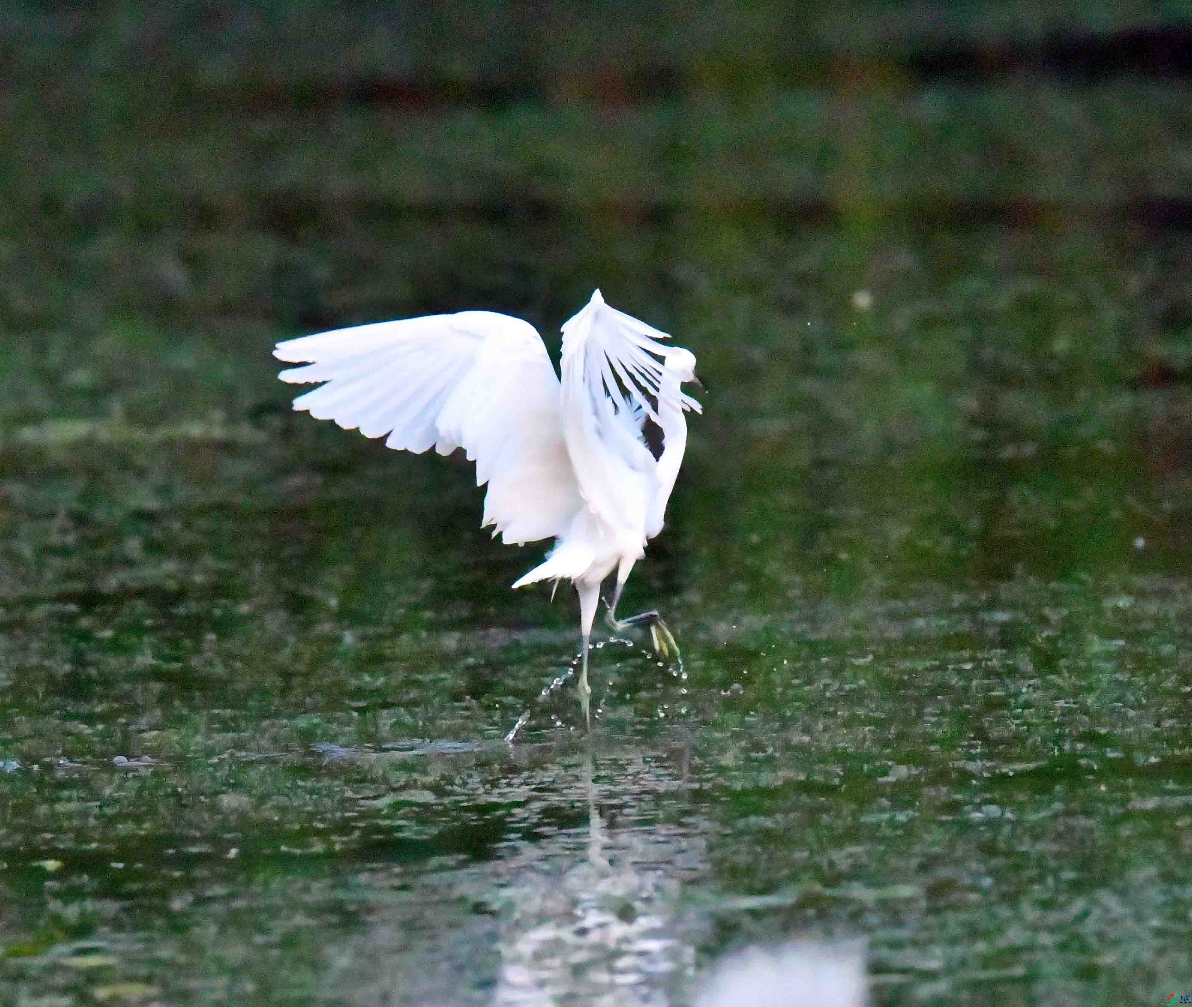 DSC_0964.JPG