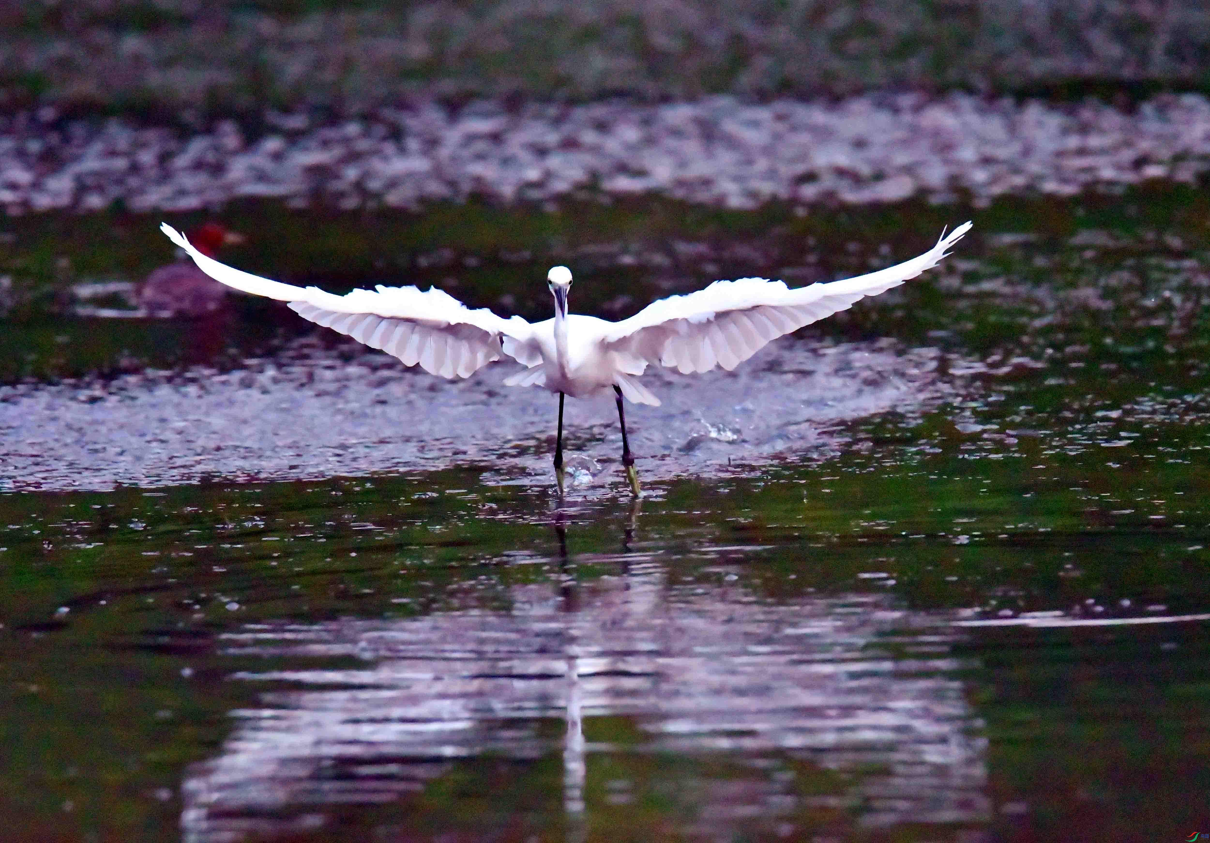DSC_0975.JPG
