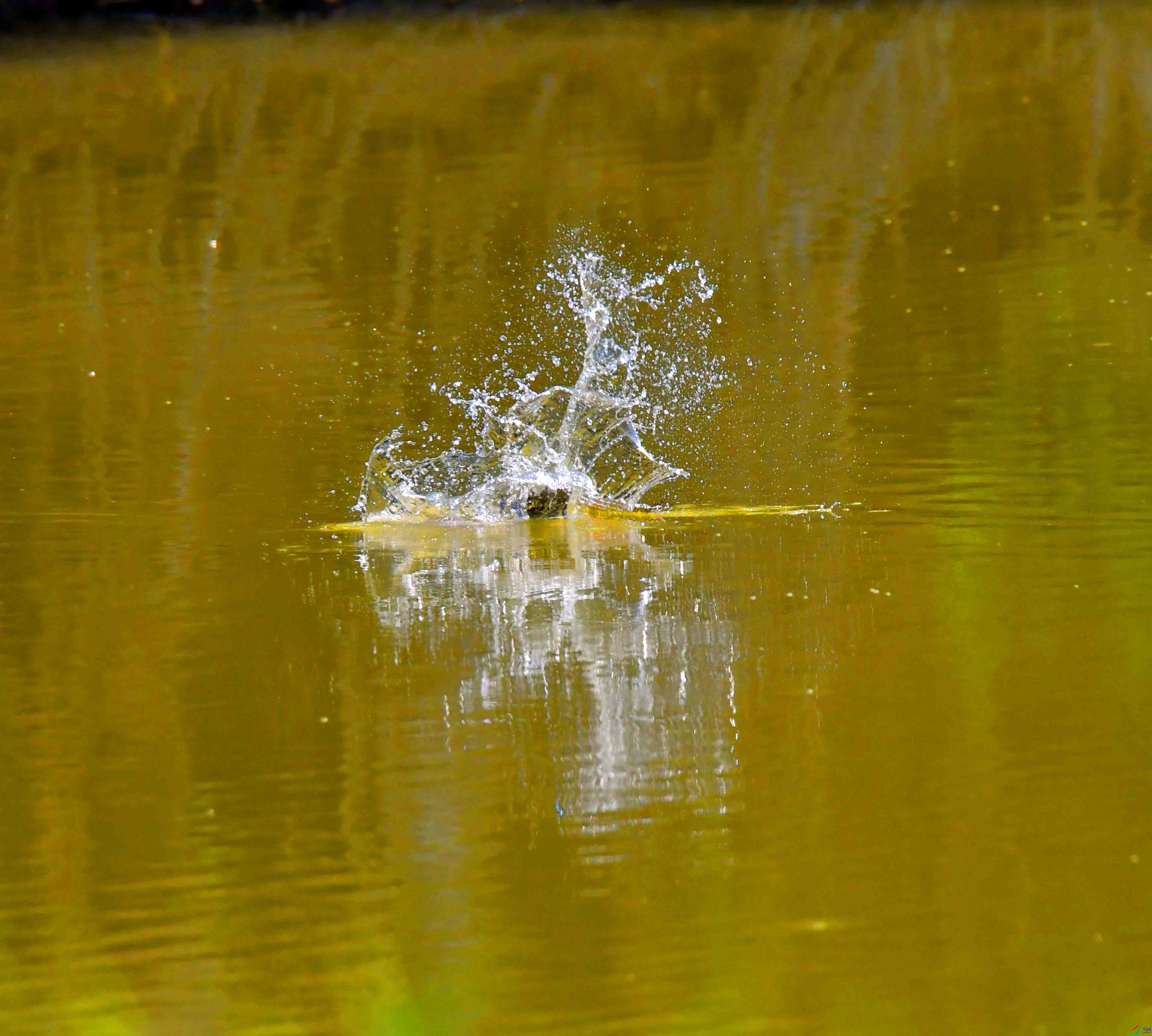 DSC_3471.JPG