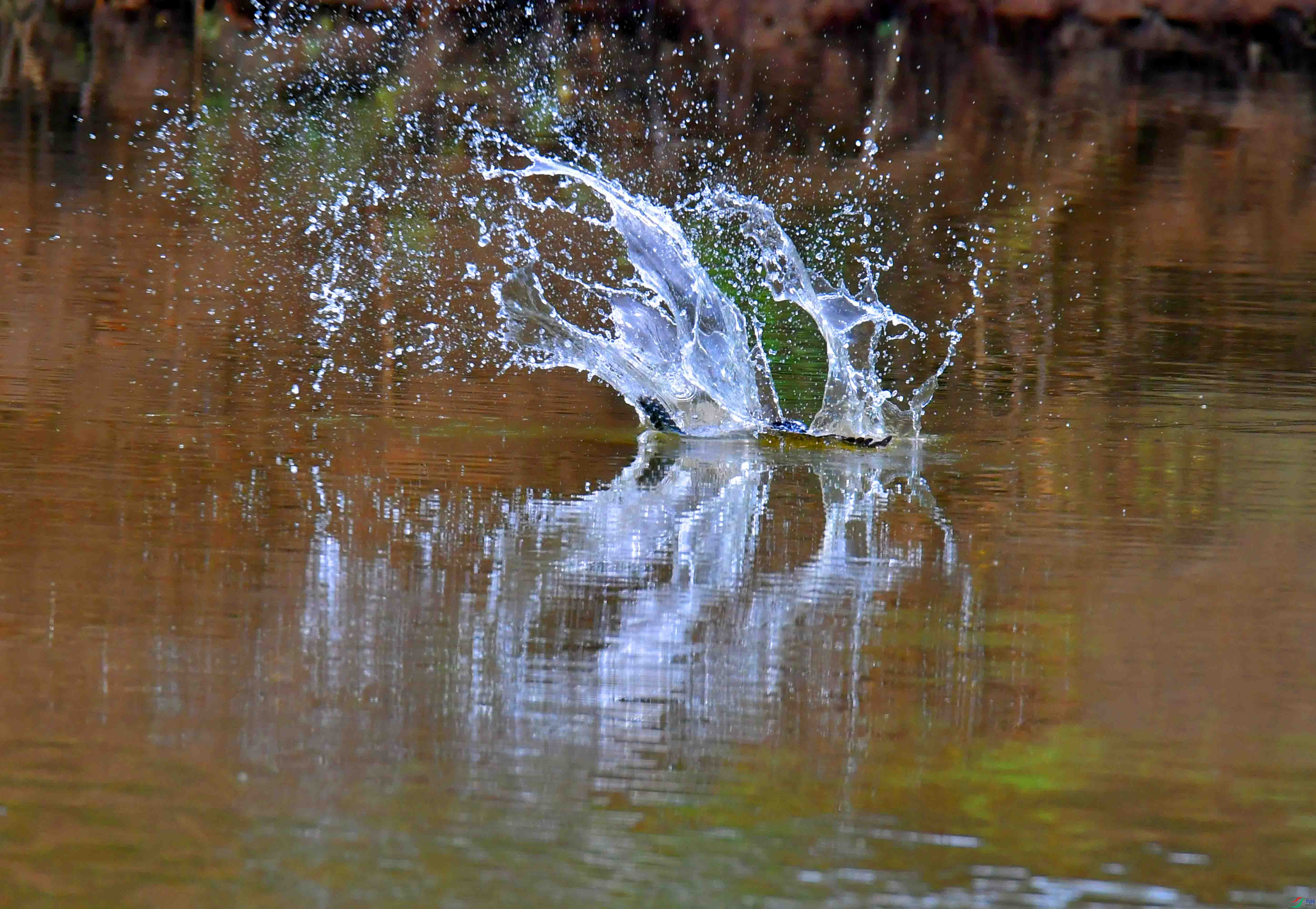 DSC_3920.JPG